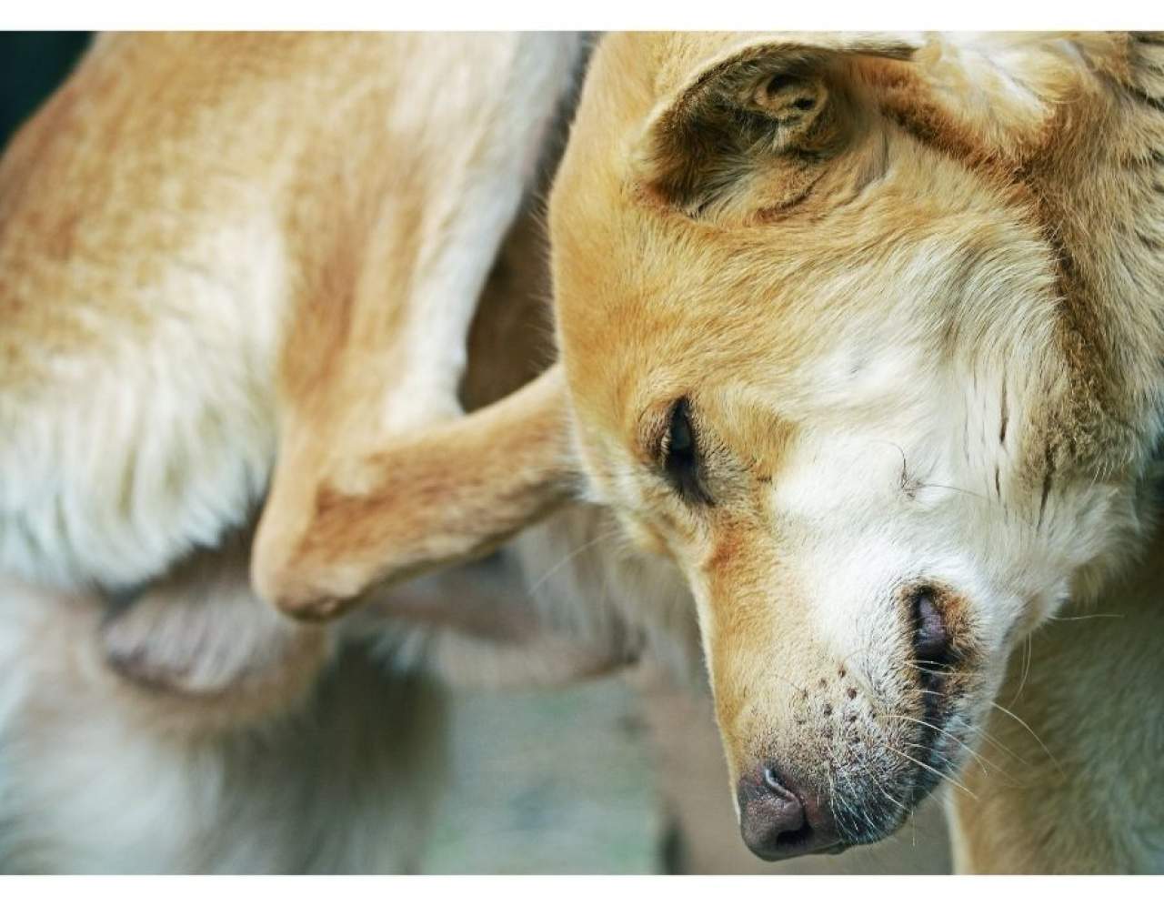 ¿Qué antiparasitario escoger para perros?