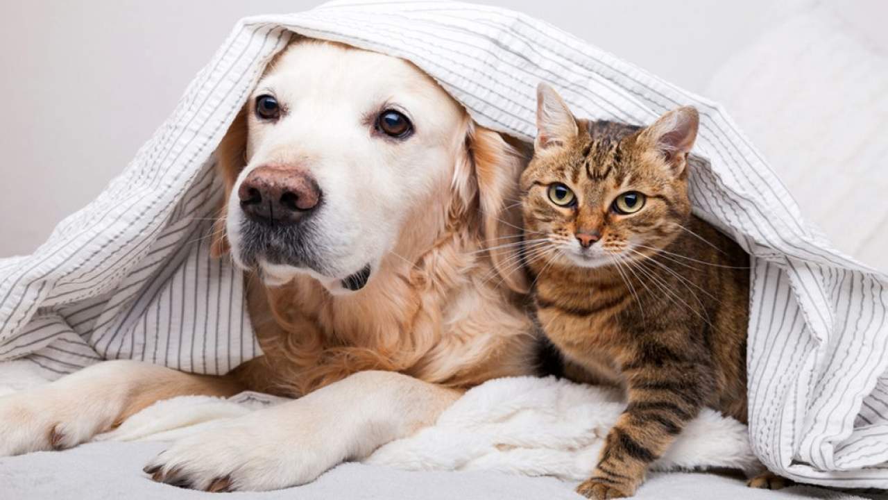 La mejor tienda de veterinaria online