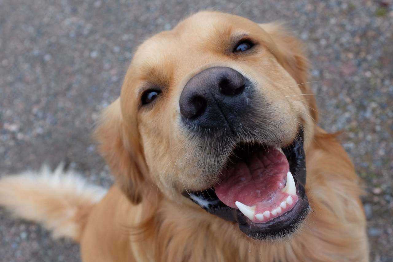 Clínica Veterinaria El Estrecho: hepato chem, ¿qué es?