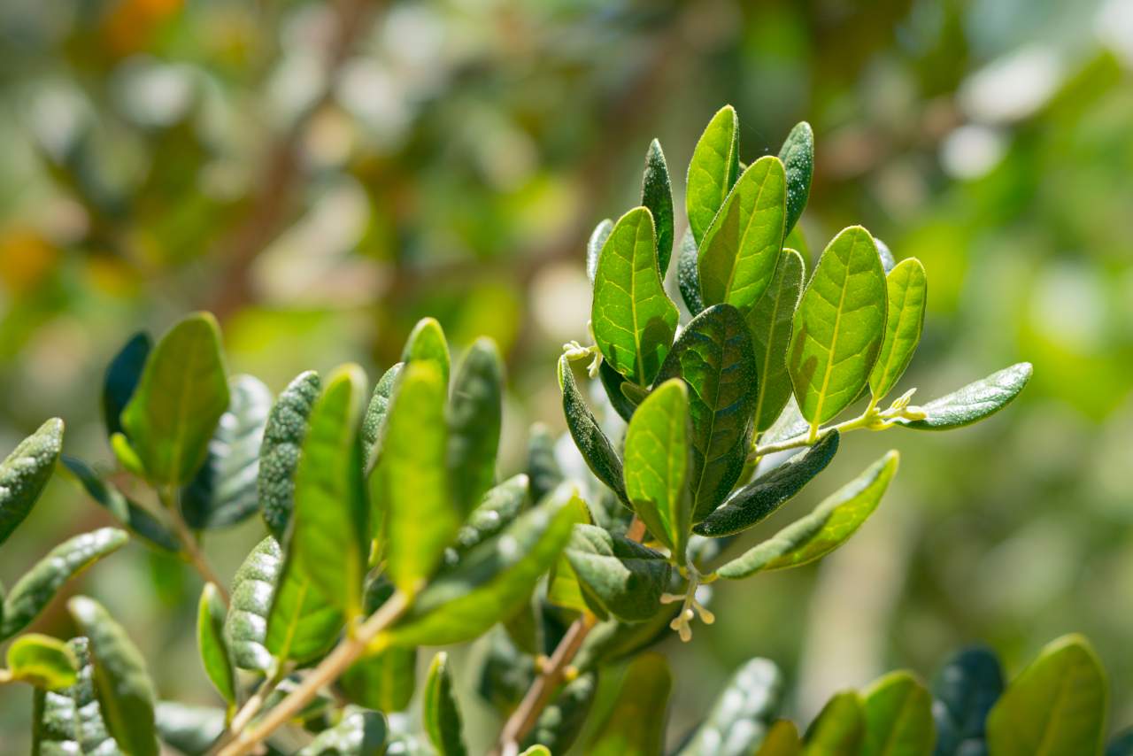 Aromax presenta una gran cantidad de beneficios para la salud