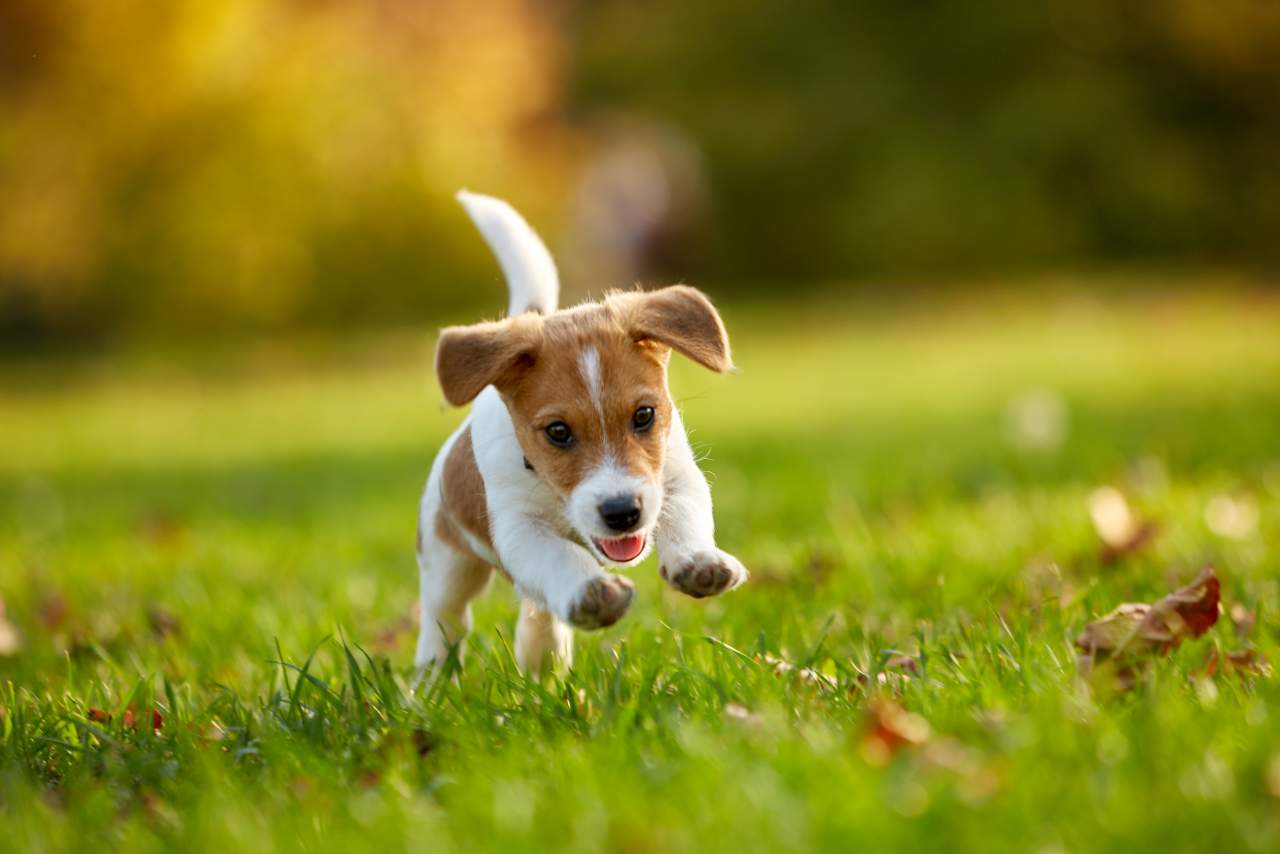 Factor Amigo, servicios de adiestrador de perros en Zaragoza