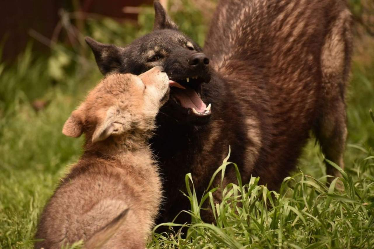 ¿De qué está compuesto uno de los piensos para perros más populares del mercado? Wolves Legacy
