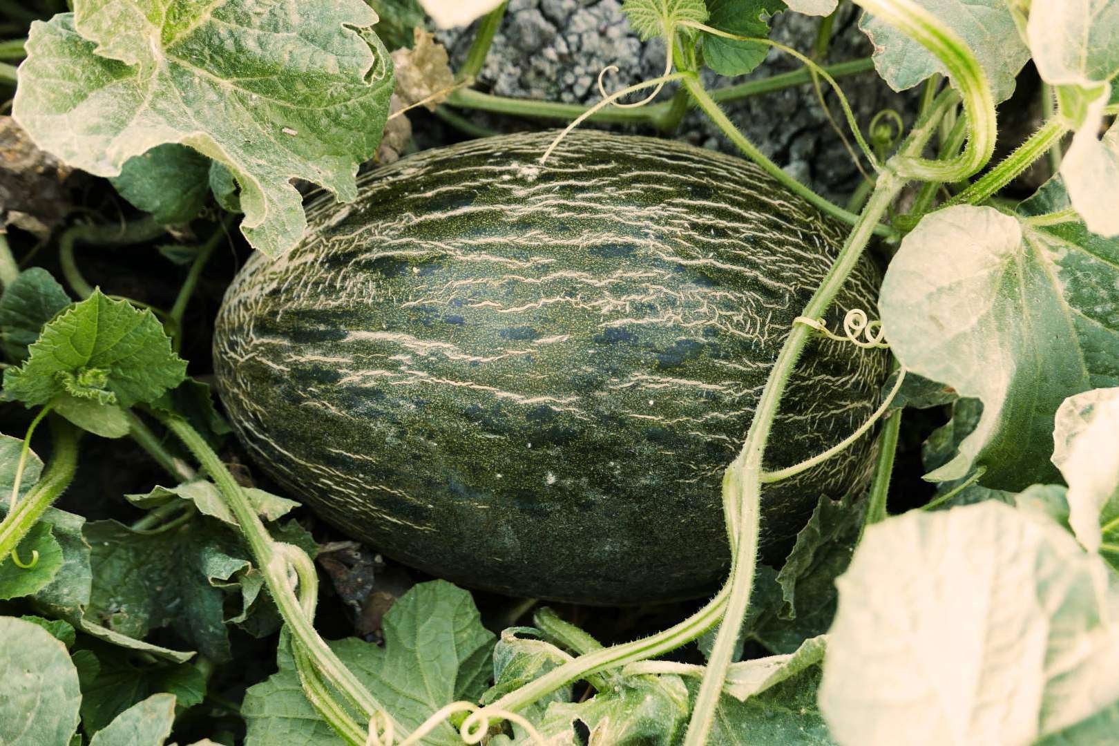 Comprar melones de temporada en Cítricos y Delicias