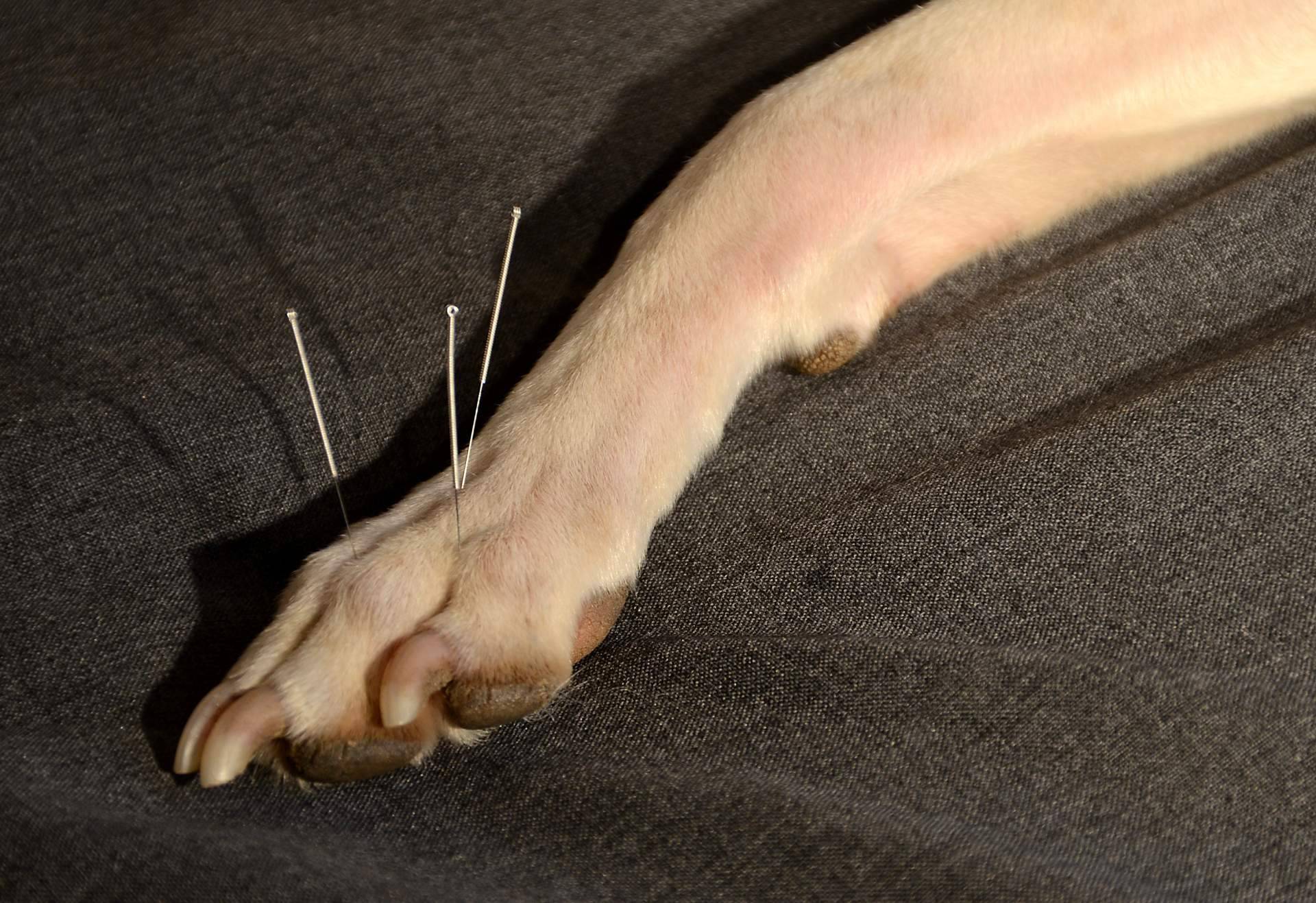 Kikai ofrece acupuntura veterinaria a domicilio