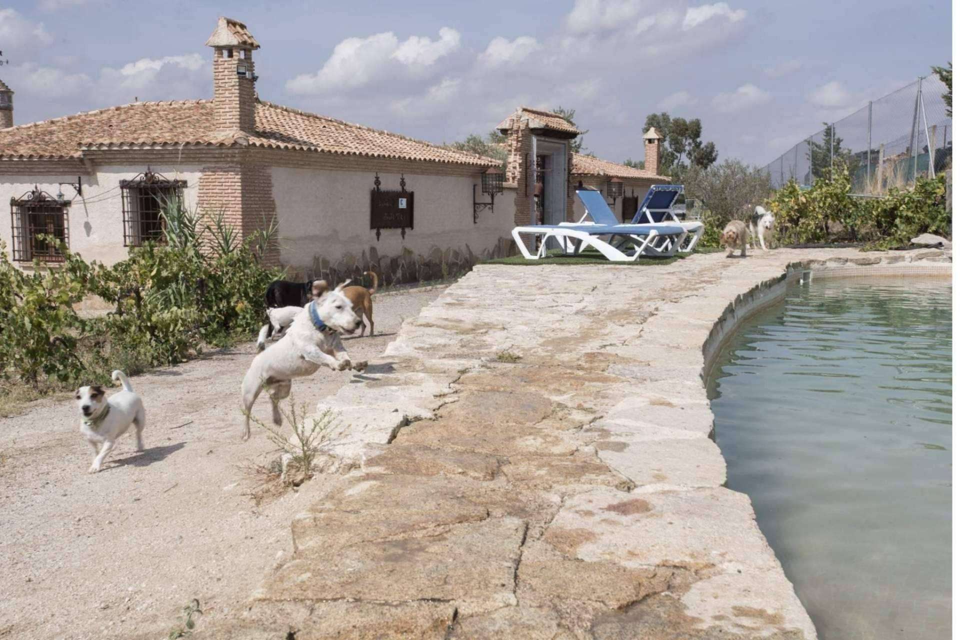PERROBUENO, la guardería de día situada en Madrid donde los perros recibirán los mejores cuidados