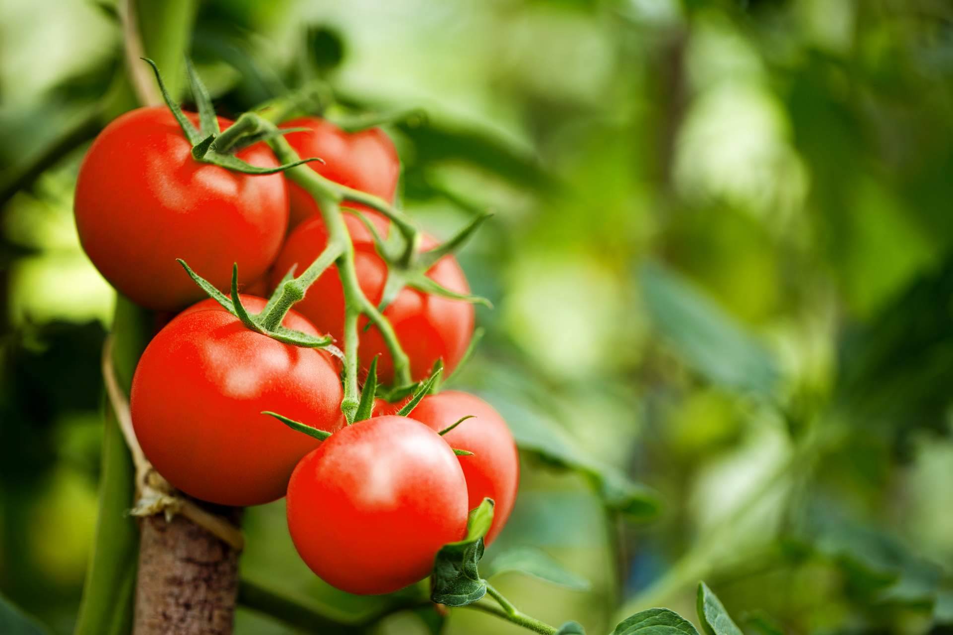 EcoSarga: ¿Cuáles son las propiedades del tomate ecológico?
