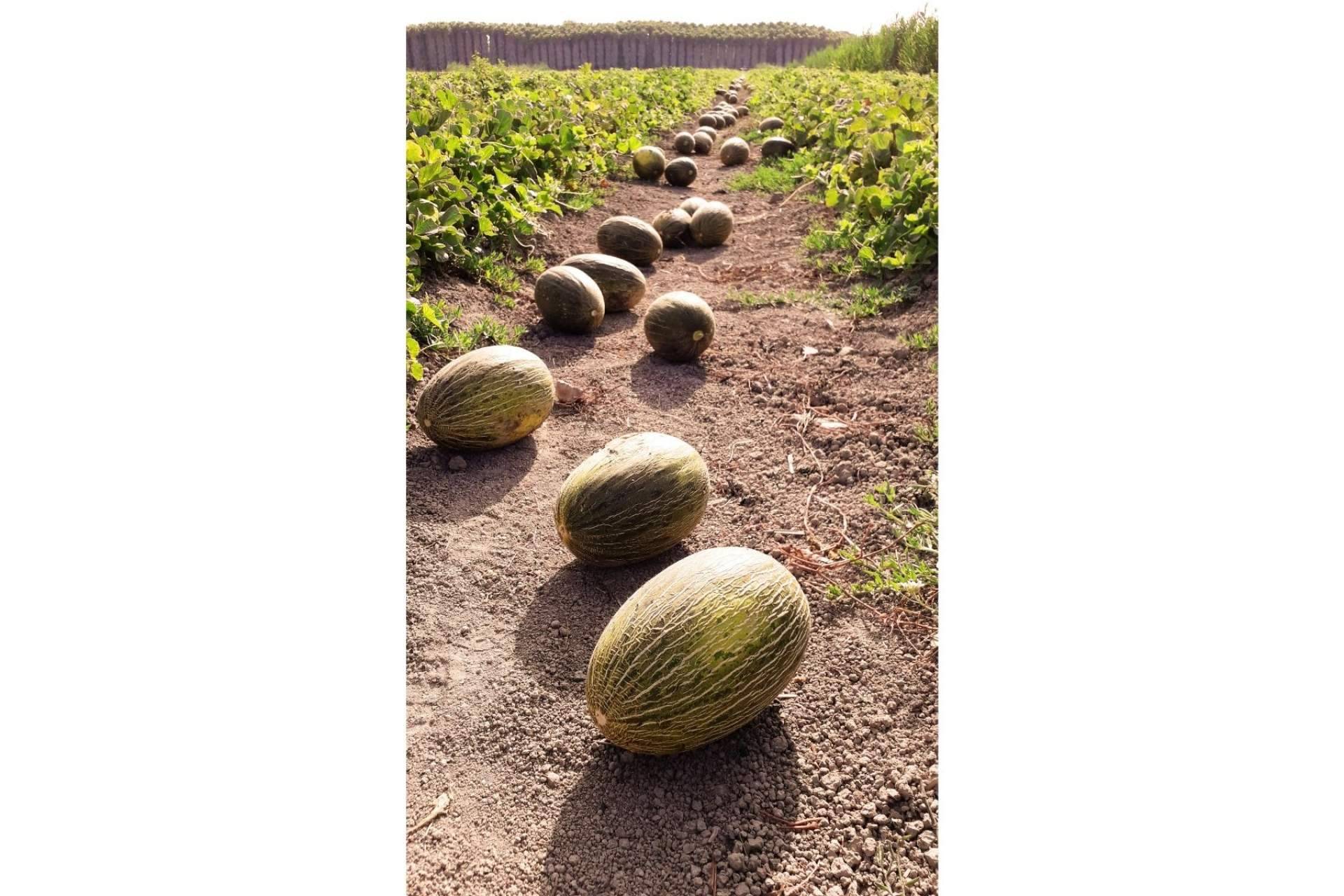 Los melones gourmet de la tienda Cítricos y Delicias, únicos en el mercado