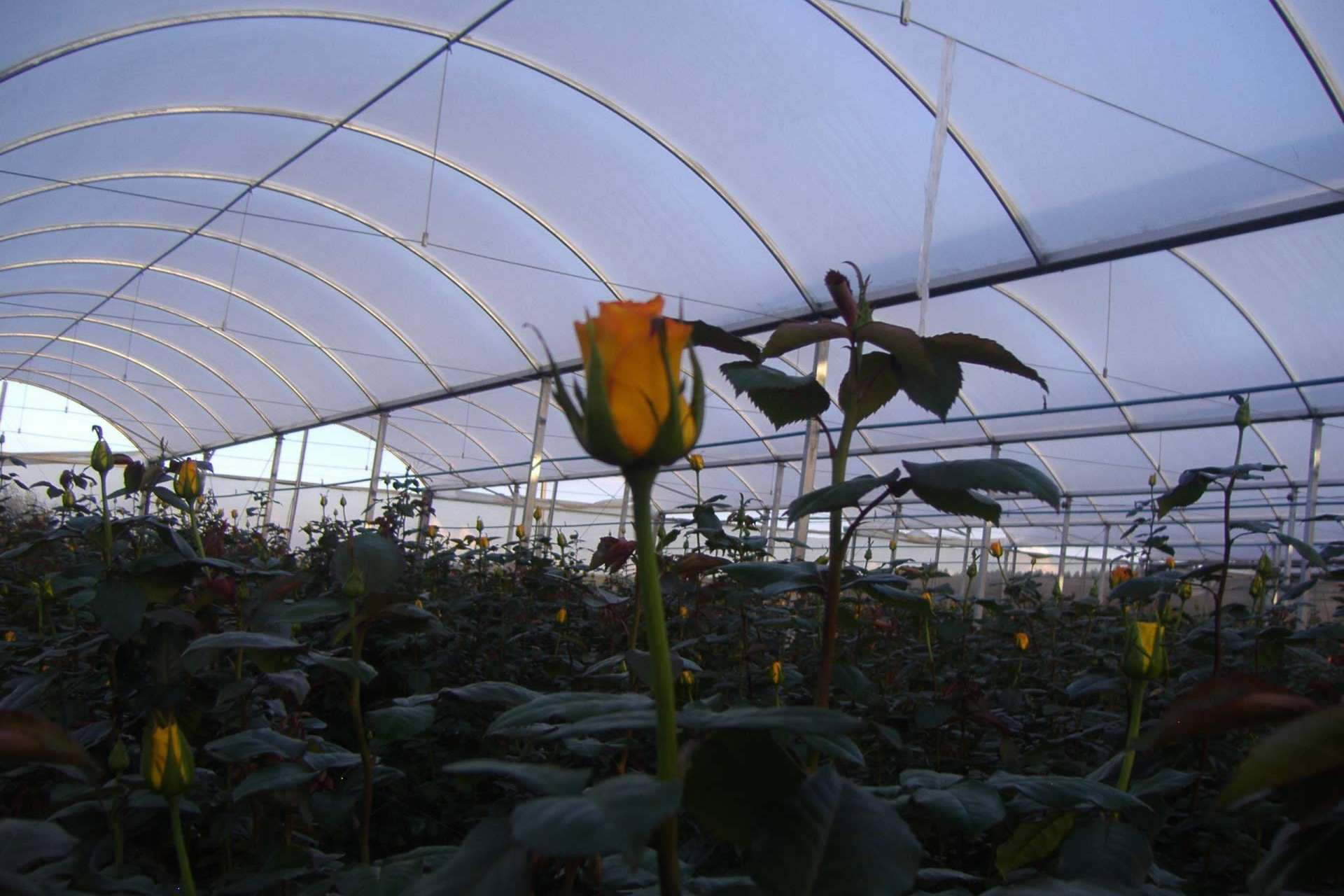 Agralia apuesta por la rentabilidad de la protección de cultivos mediante la tecnología AGRICOVER
