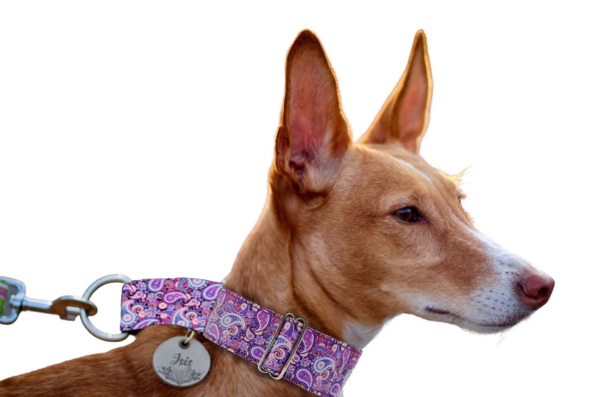 Patitas Barcelona dispone de collares de piel sintética para perros