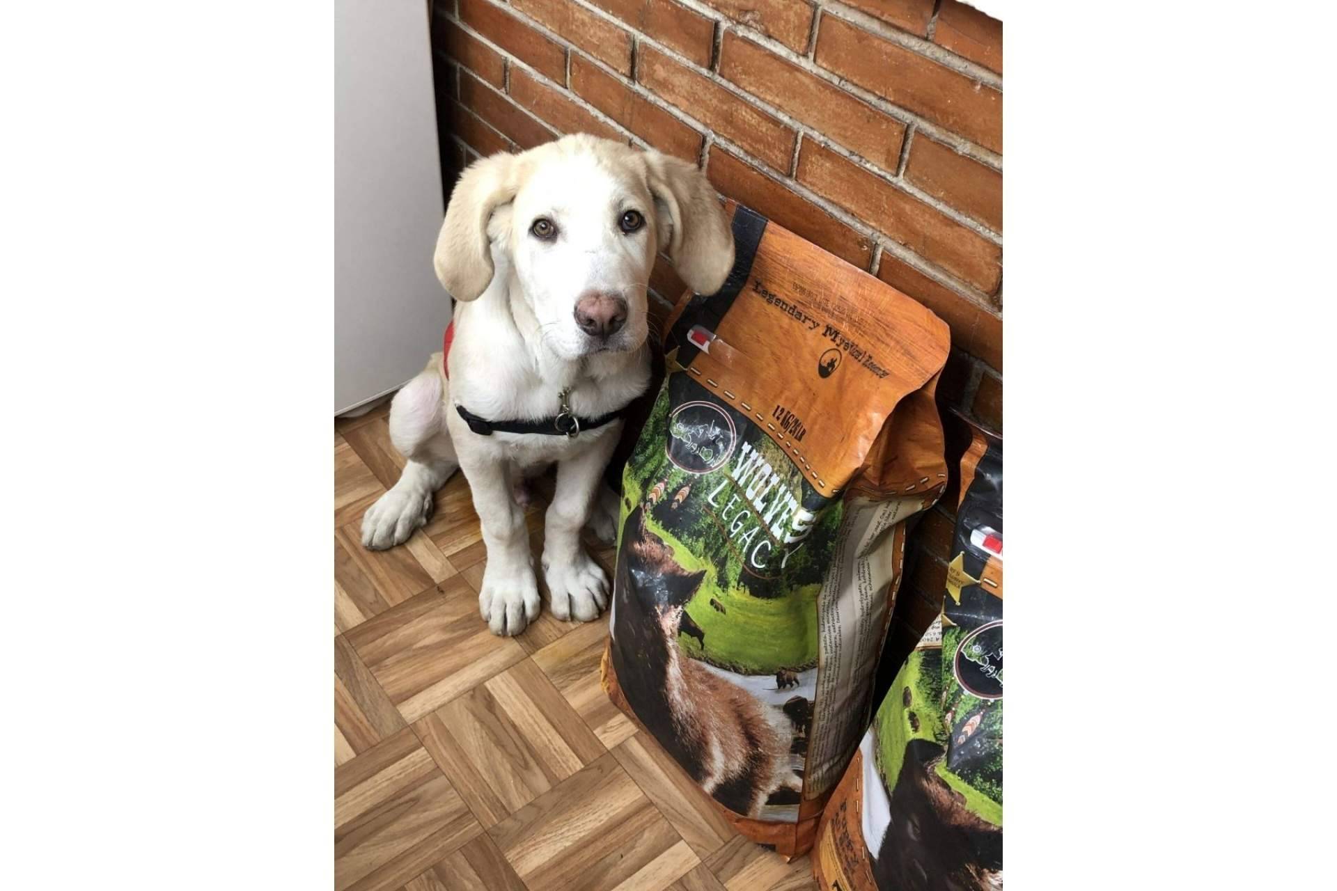 Wolves Legacy: los mejores piensos para perros ¿Deberían ser variados?