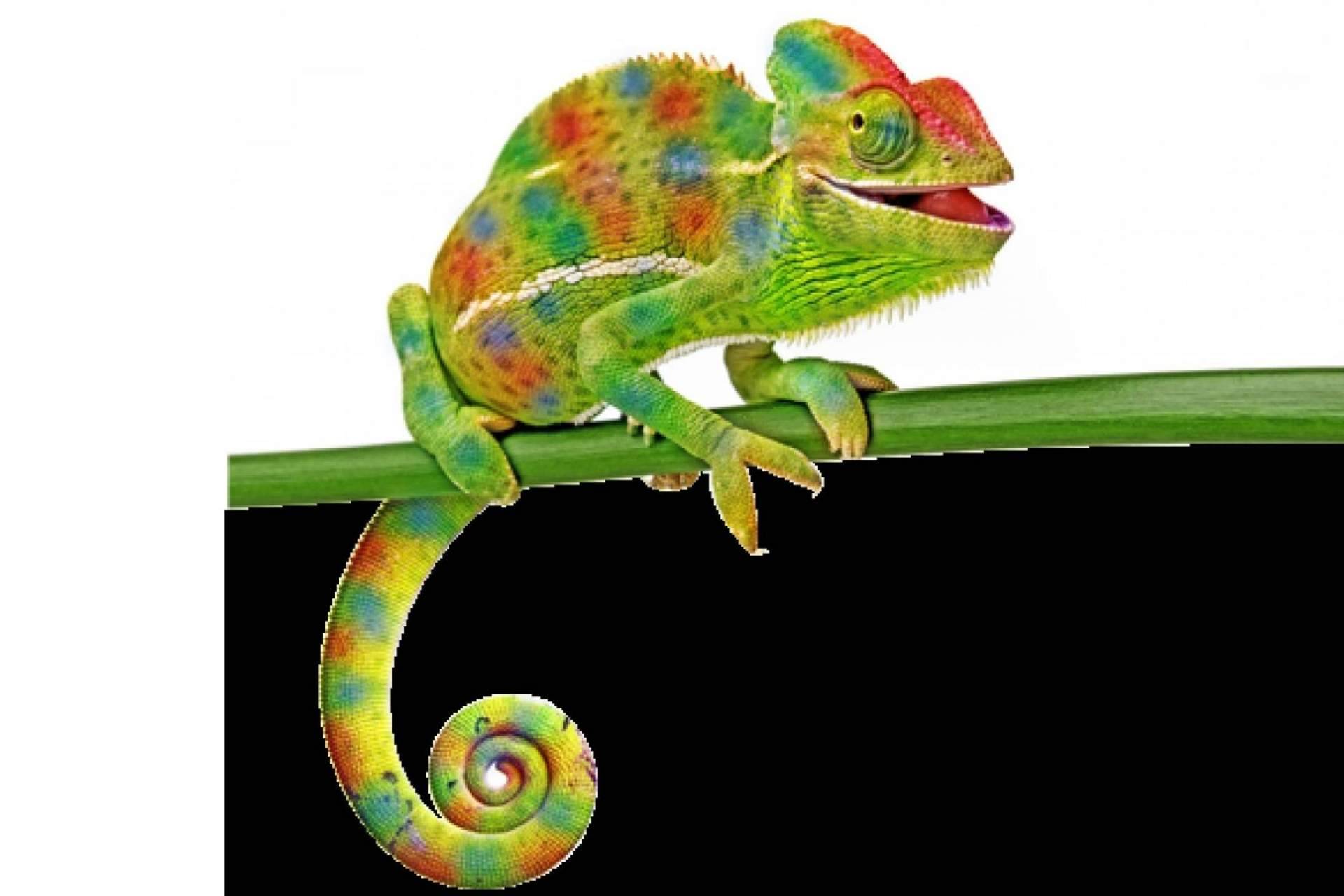 Reptiles como mascota: ¿Qué se debe saber?, por Animalzone