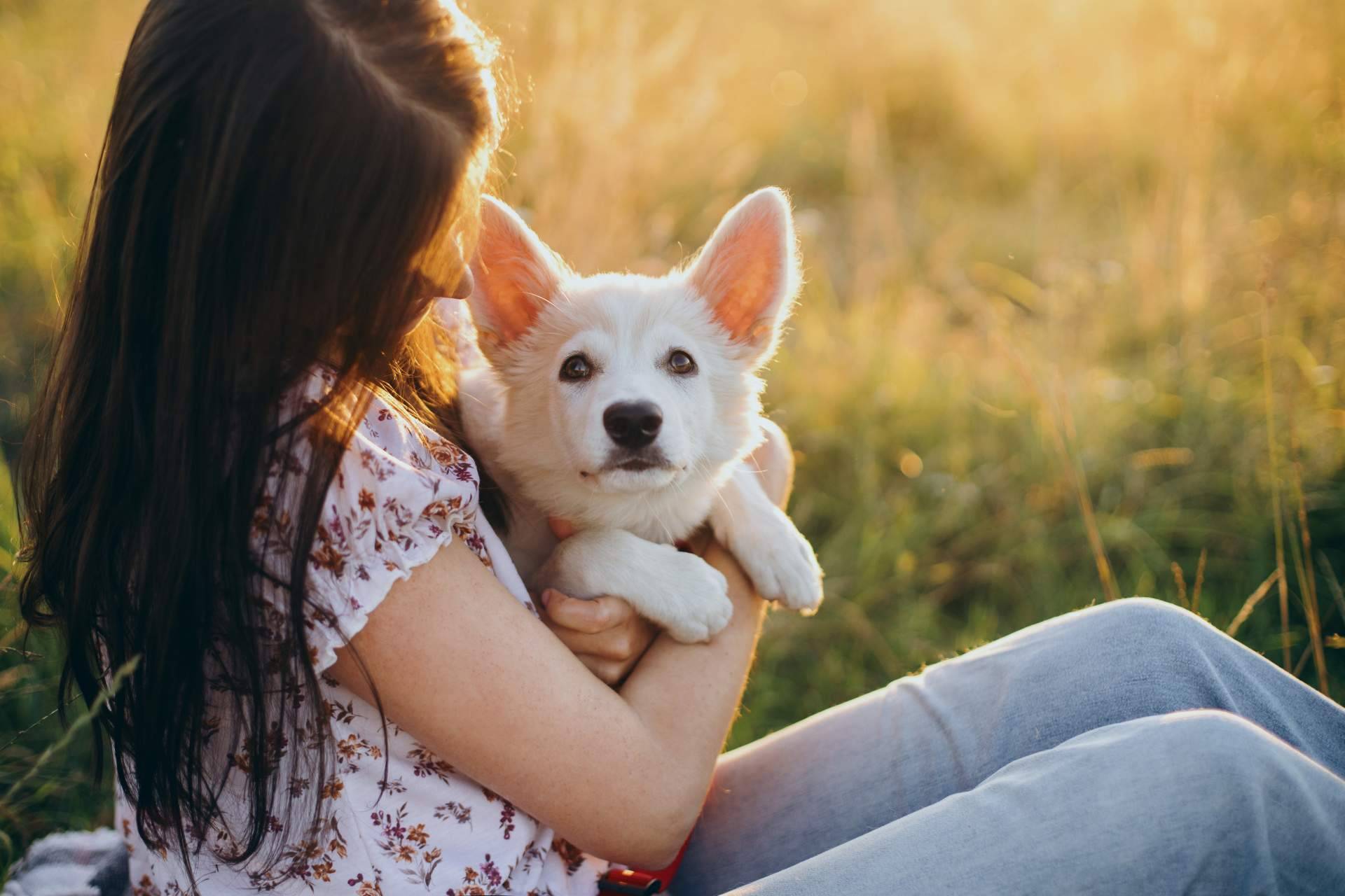 MIWUKI: encontrar a los peludos en adopción que más se ajusten al estilo de vida del usuario