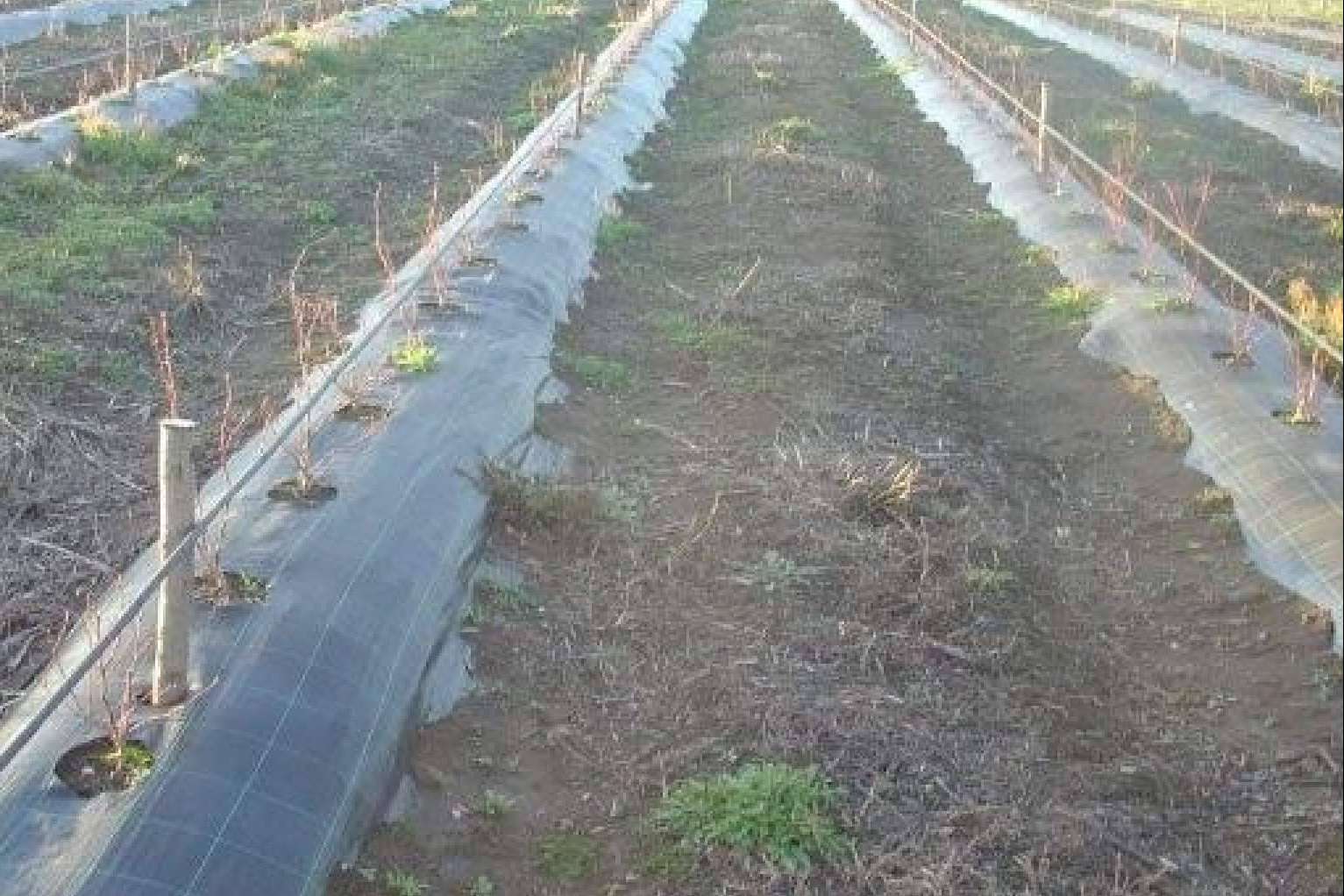 Agralia y su tejido cubresuelos Agrisoil