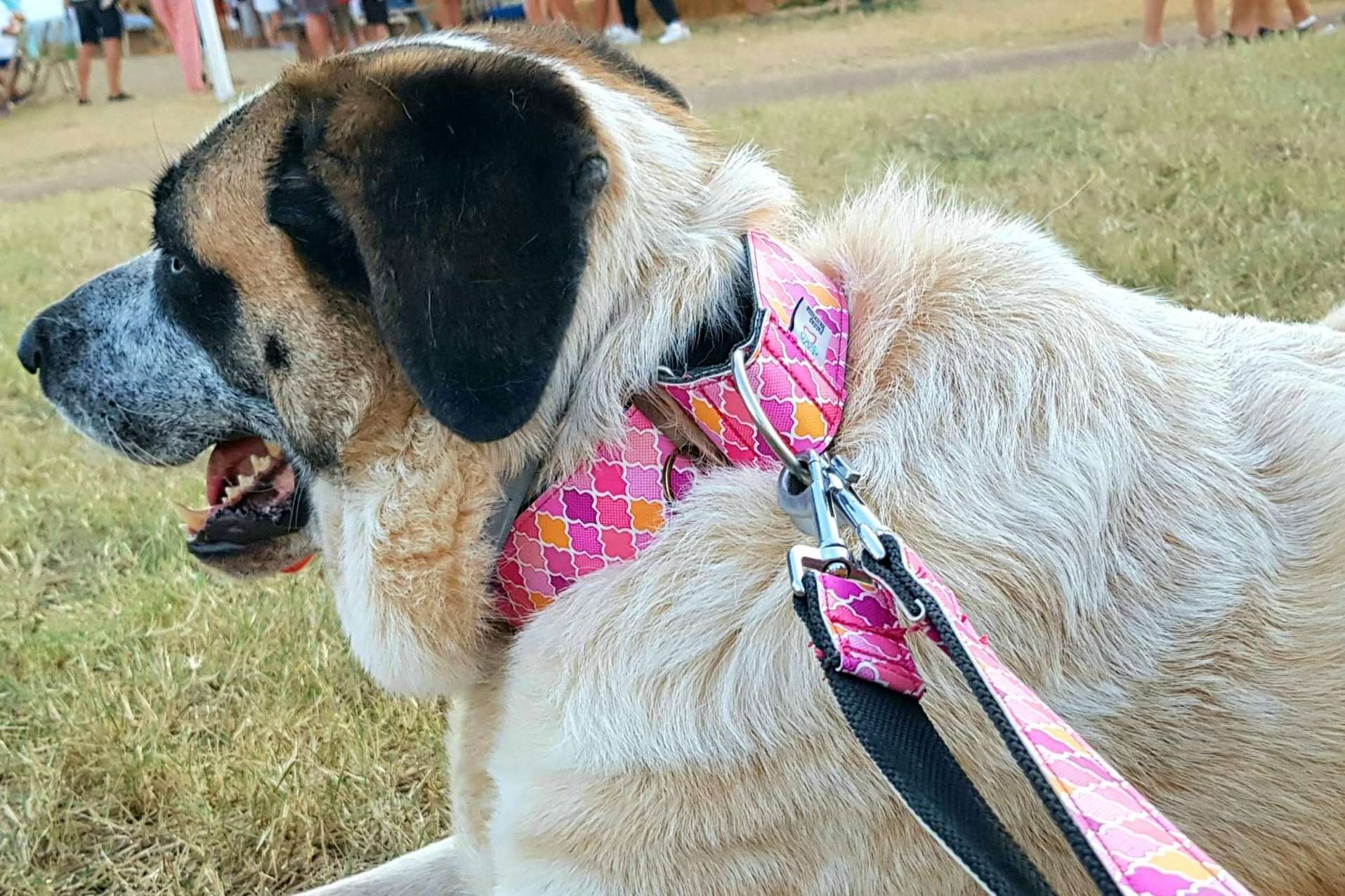 Patitas Barcelona permite hacer deporte con la mascota con su correa doble multi-posición