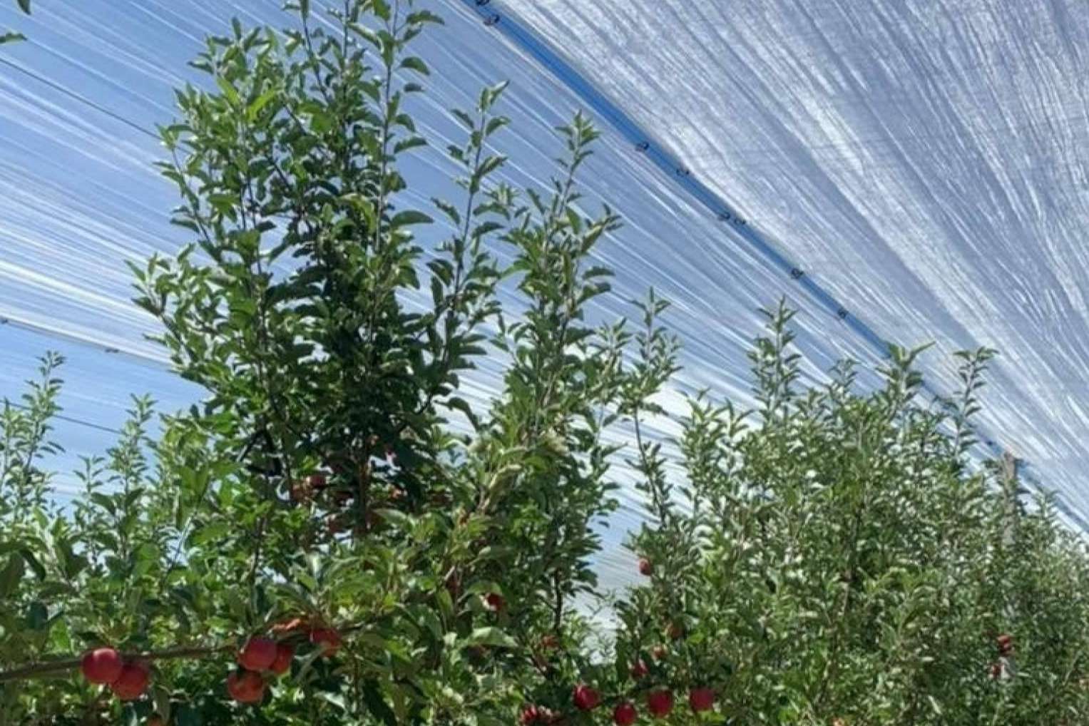 La tecnología de AGRALIA para proteger los cultivos de los golpes de sol, AGRICOLOR