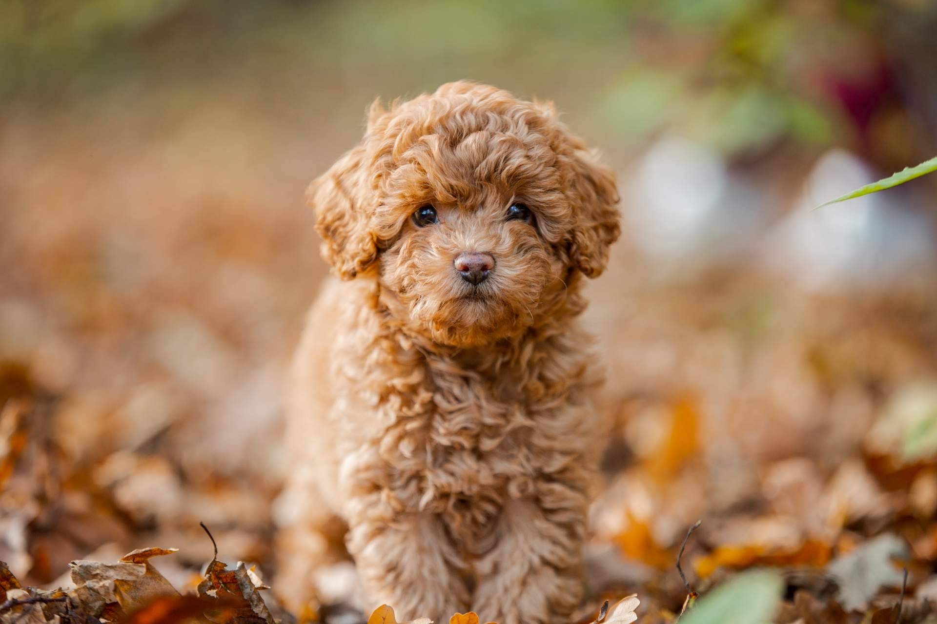 Adquirir perros de una gran variedad de razas en 101 Cachorros