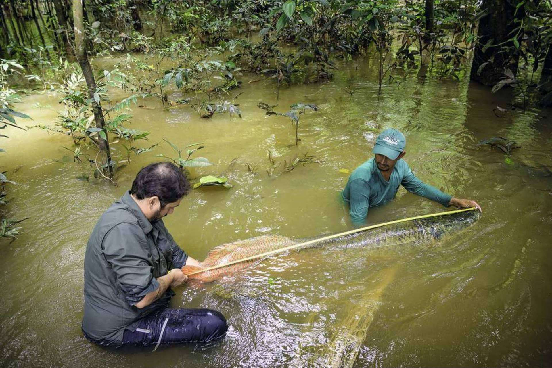 La inteligencia artificial que evitará la muerte de millones de peces tropicales
