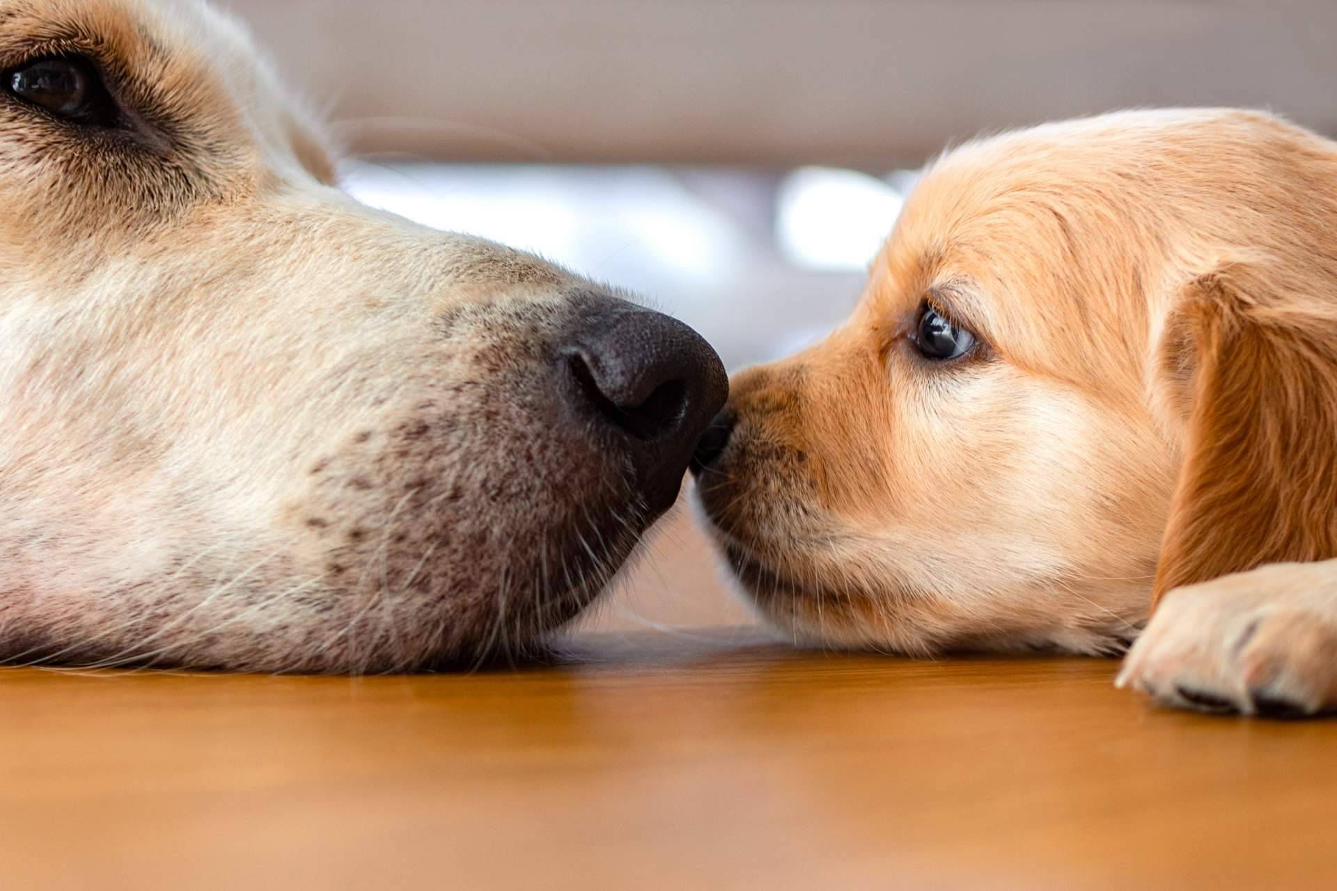 Comprar cachorros sanos en una tienda fiable como 101 Cachorros es fundamental