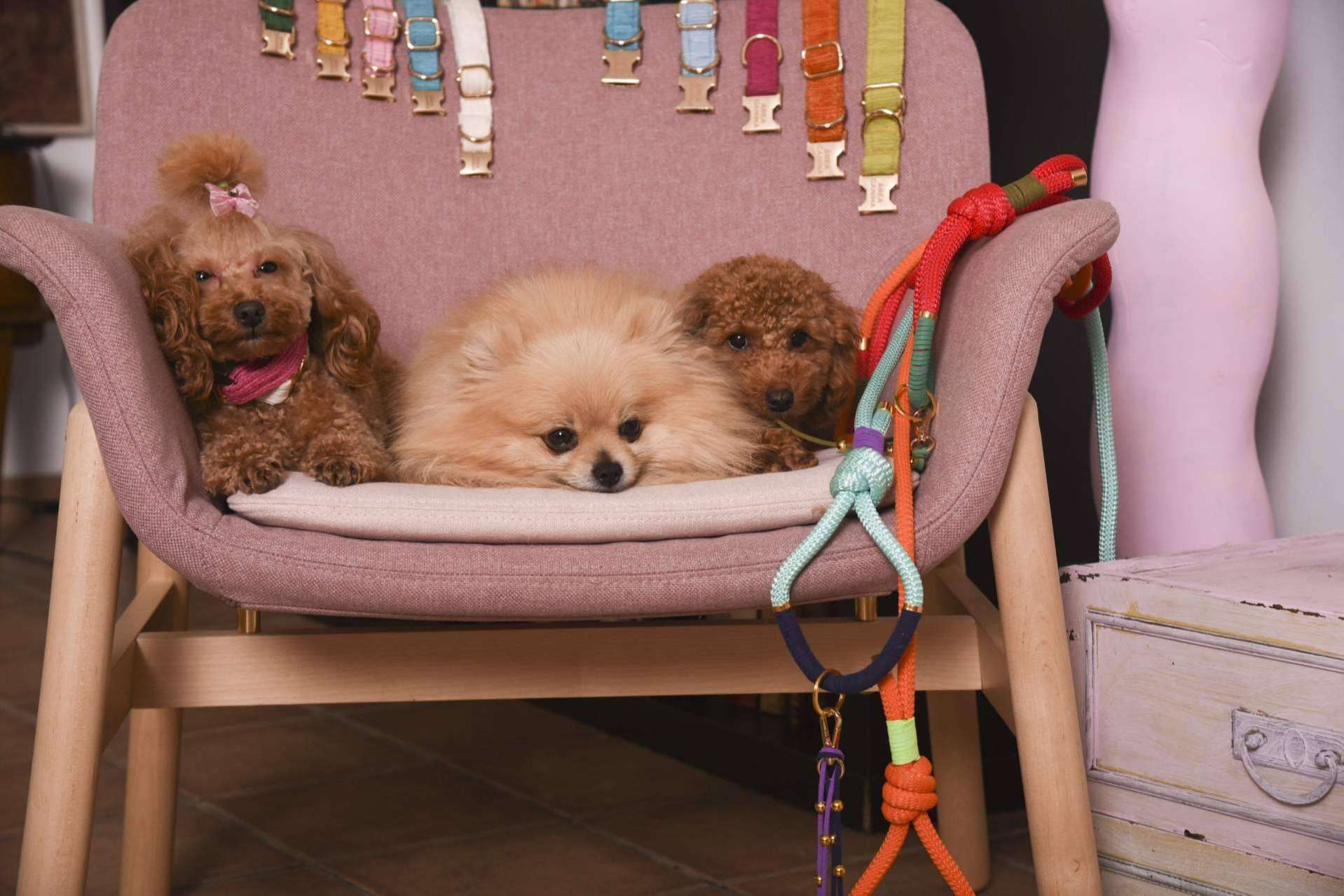 Áreacanina.com proporciona productos de máxima calidad para las mascotas