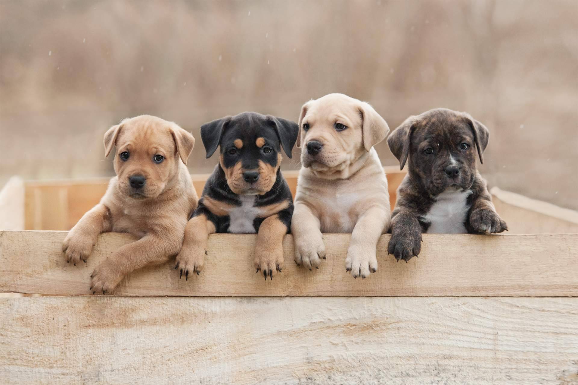 101 Cachorros defiende que la compra de cachorros en navidades debe de ser controlada y no una compra compulsiva