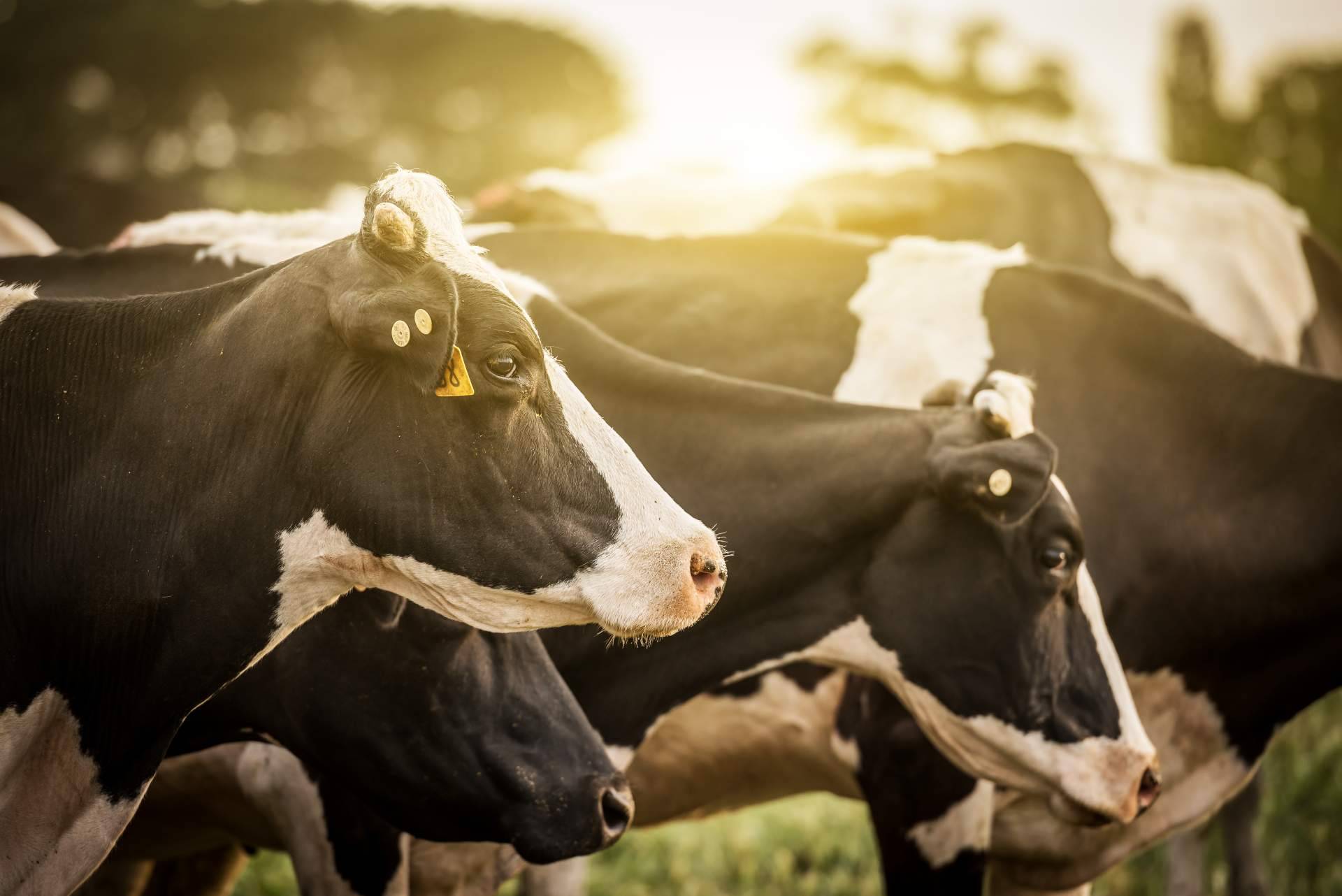 Dos empresas gallegas anuncian ser capaces de hablar con las vacas