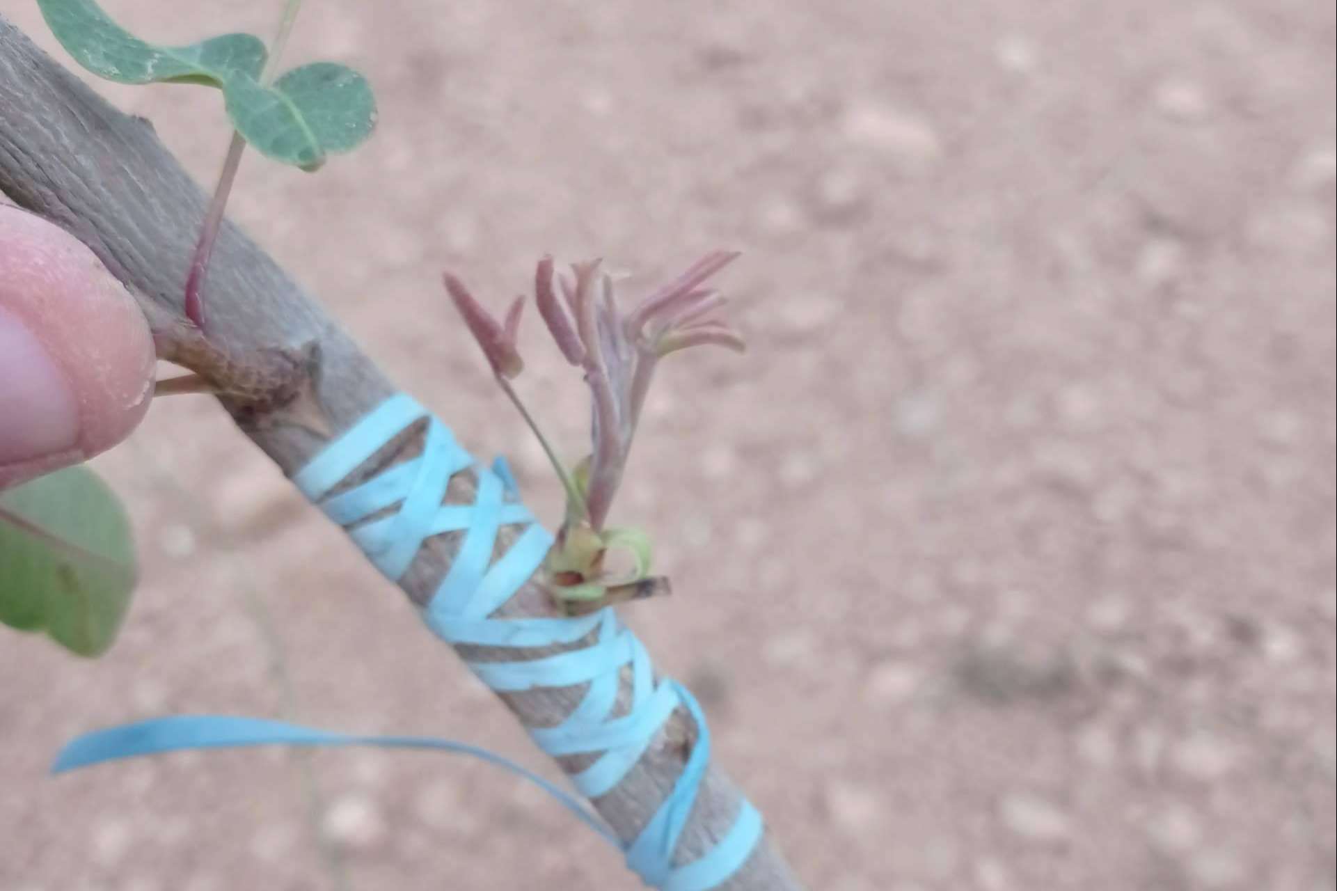 Gextec ofrece asesoramiento sobre plantaciones de pistacho