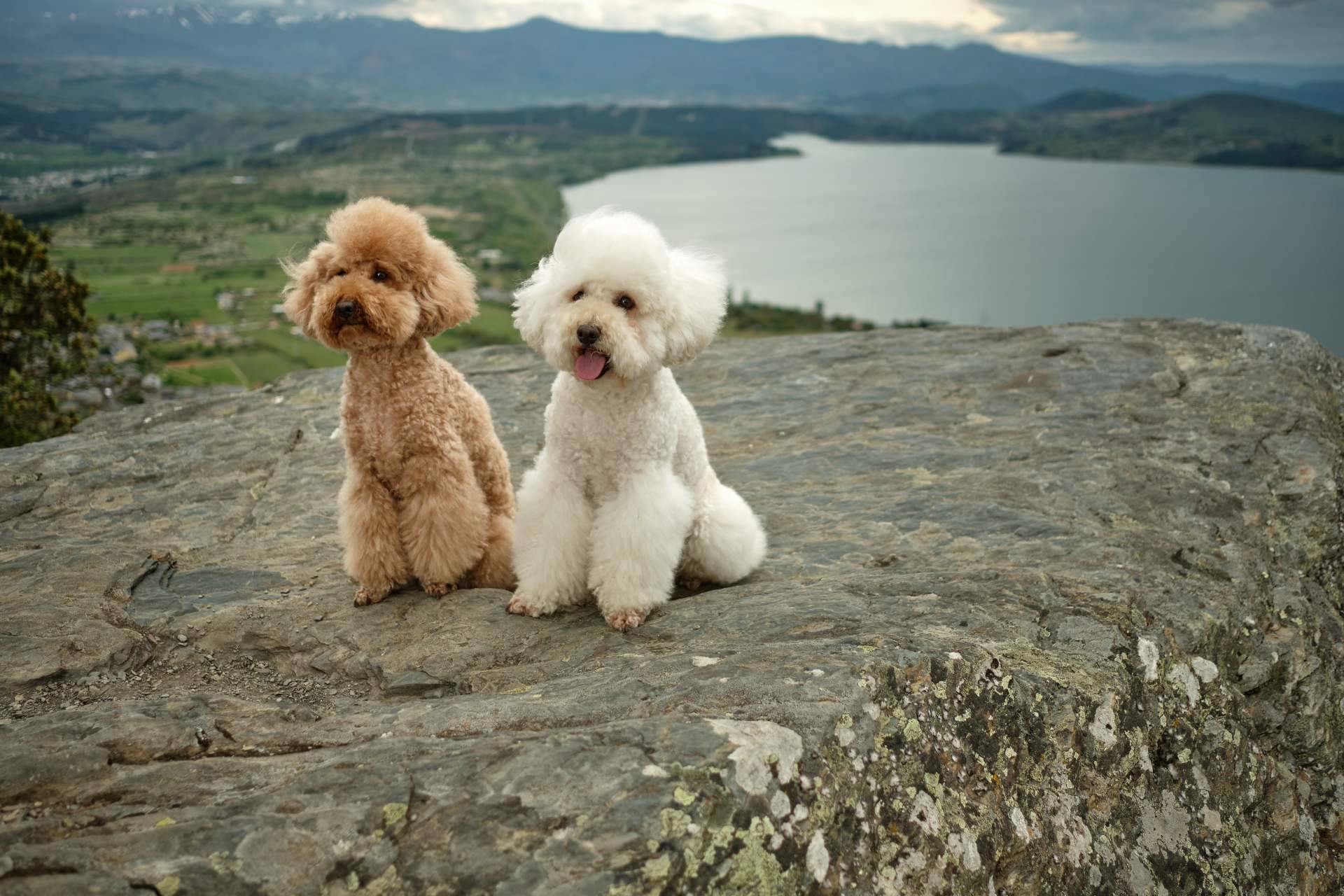 Micaniche.com ofrece toda la información acerca los caniche toy