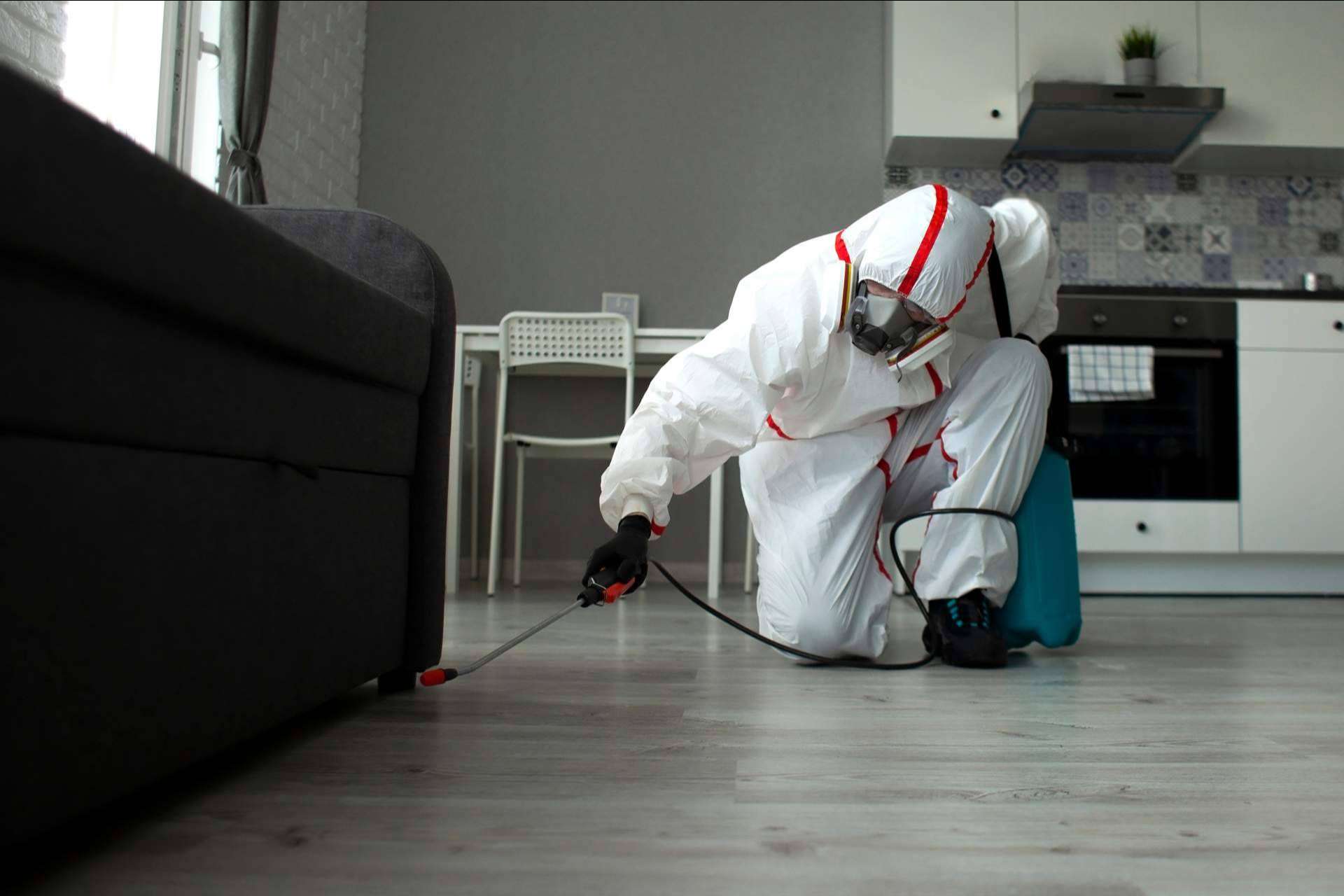 Plagastur explica cómo actuar ante una plaga, ya sea en casa o en la oficina