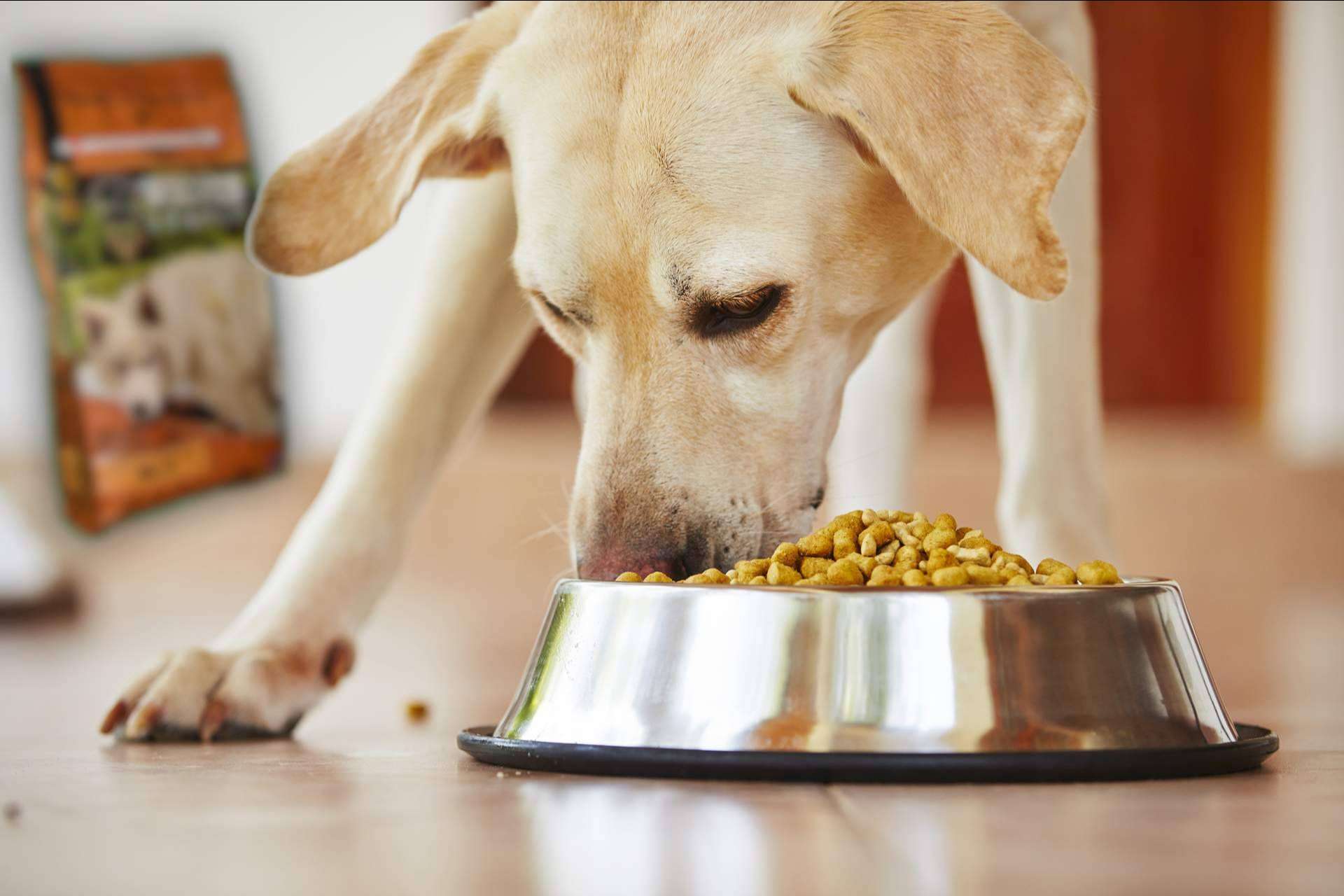 La dieta BARF, ¿una comida natural para perros?