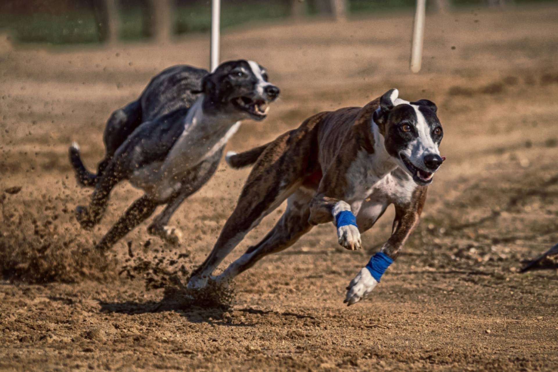 ¿Por qué son necesarios los complementos alimenticios para perros  y cómo ayudan a las mascotas? ​ ​