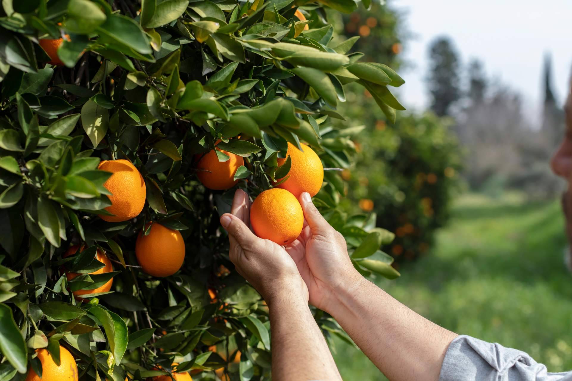 La venta online como solución a la crisis de precios en la agricultura, por Sabor a Naranjas
