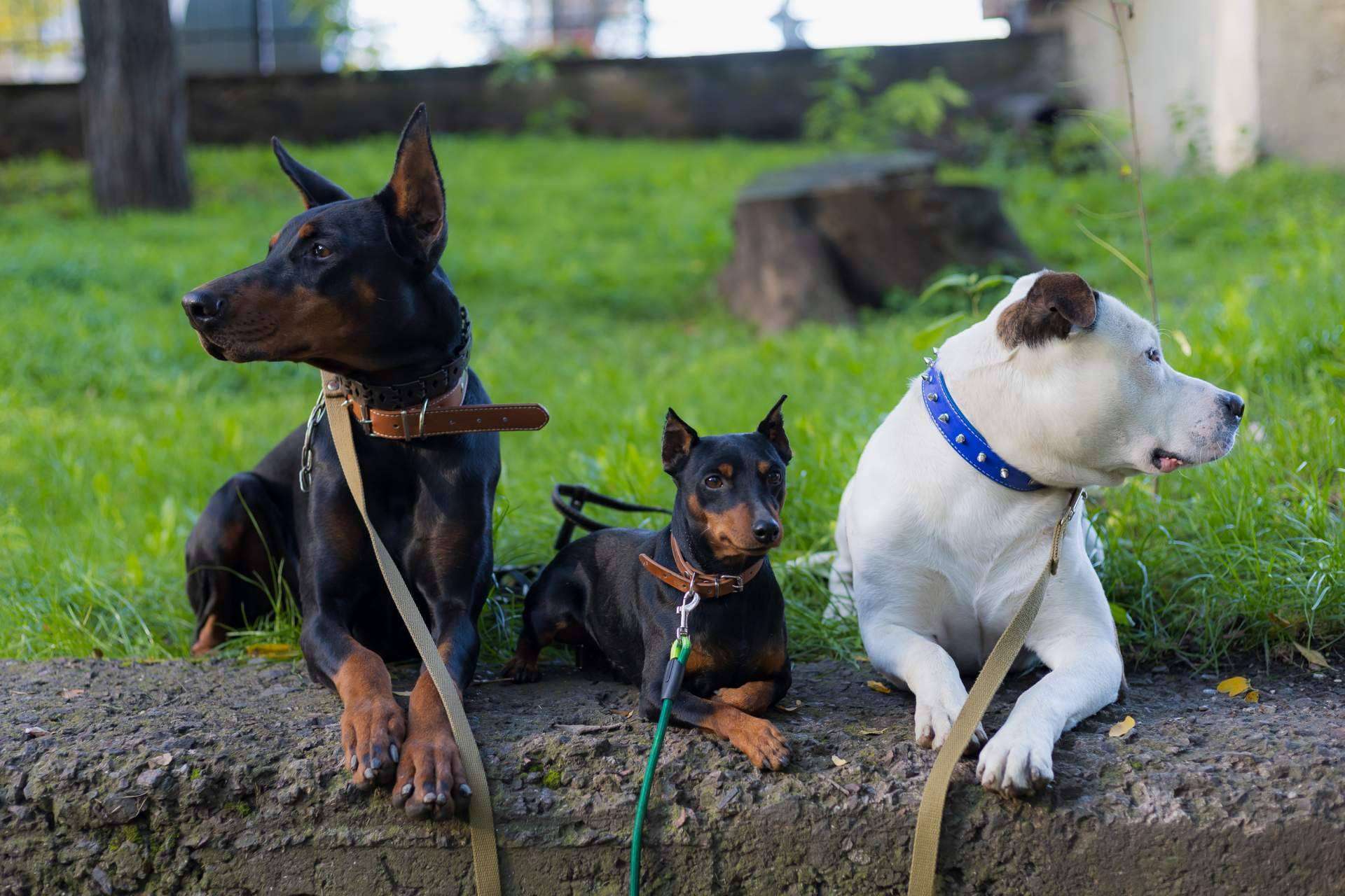 Los perros invisibles también necesitan una família
