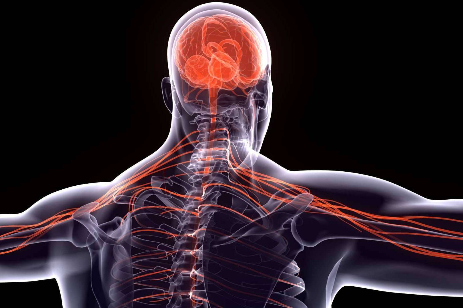 La importancia del sistema nervioso, por Centre Chiropractic Dr. Marc Bony
