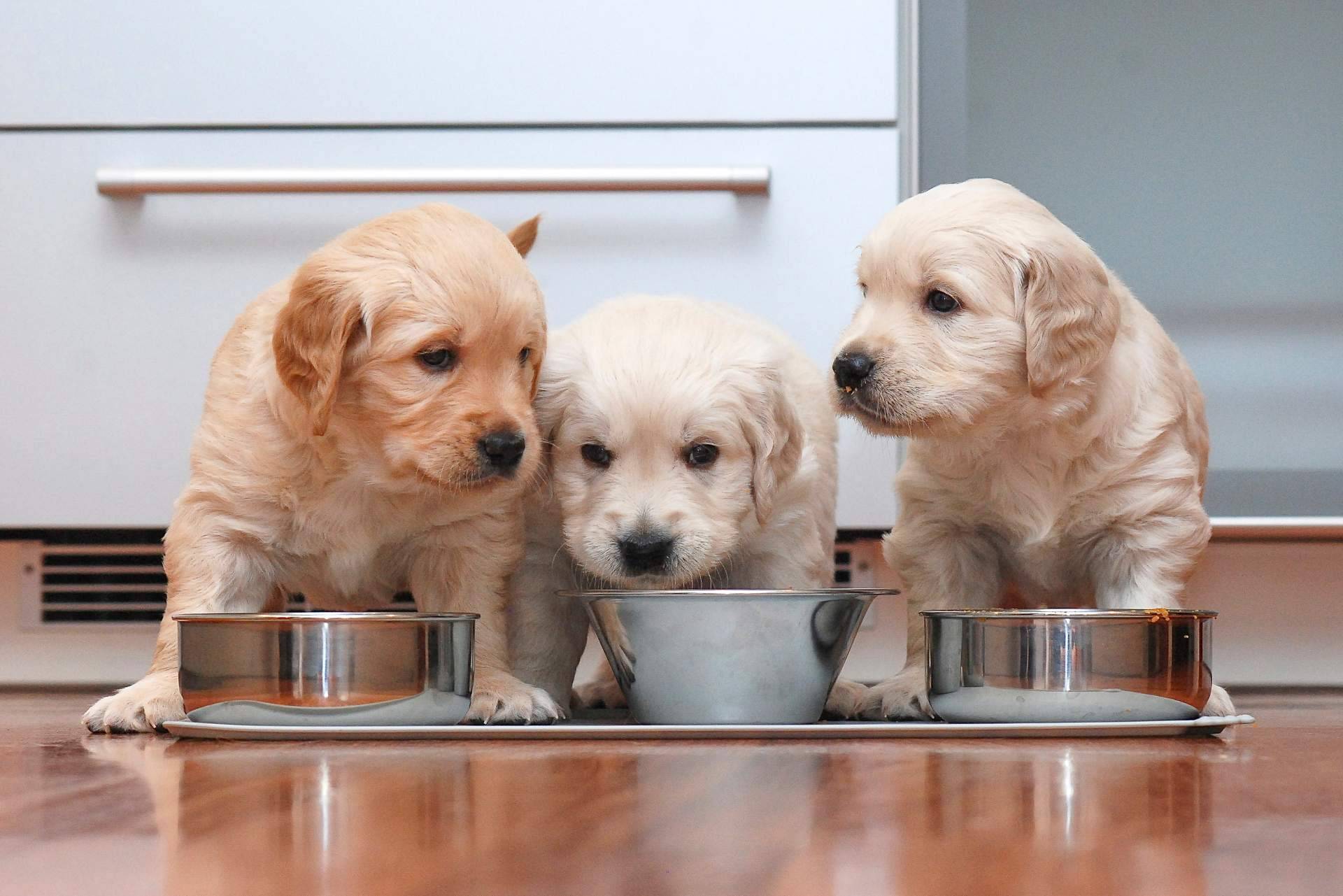 101 Cachorros apuesta por el buen trato con los clientes y la buena práctica en cuidados