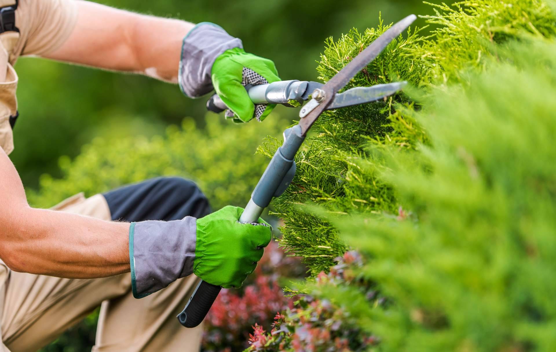 Realizar el mantenimiento integral de jardines y parques de empresas con Grupo Sileb