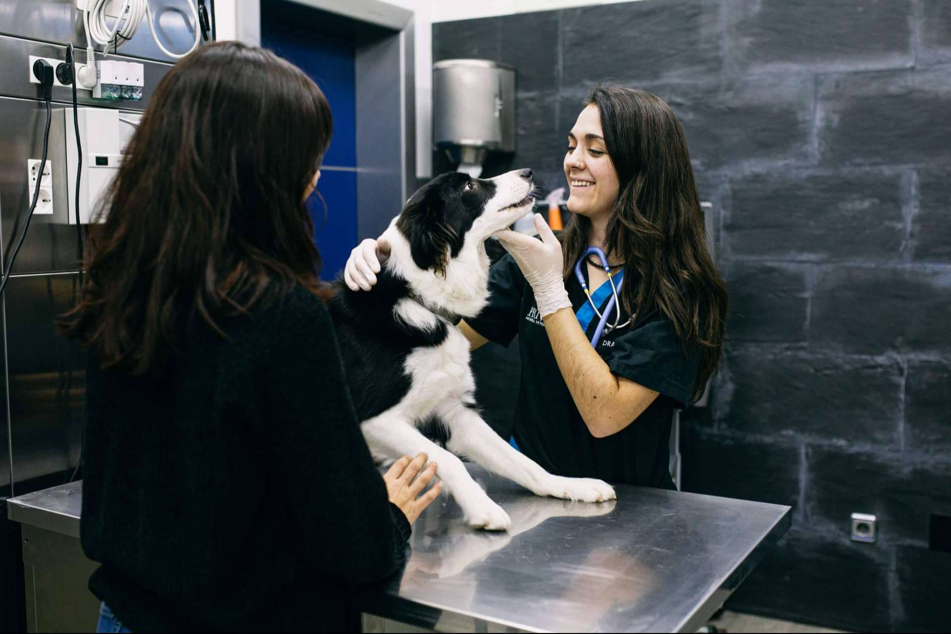 La movilización del Hospital Veterinario El Bosque para ofrecer ayuda a los animales de Ucrania