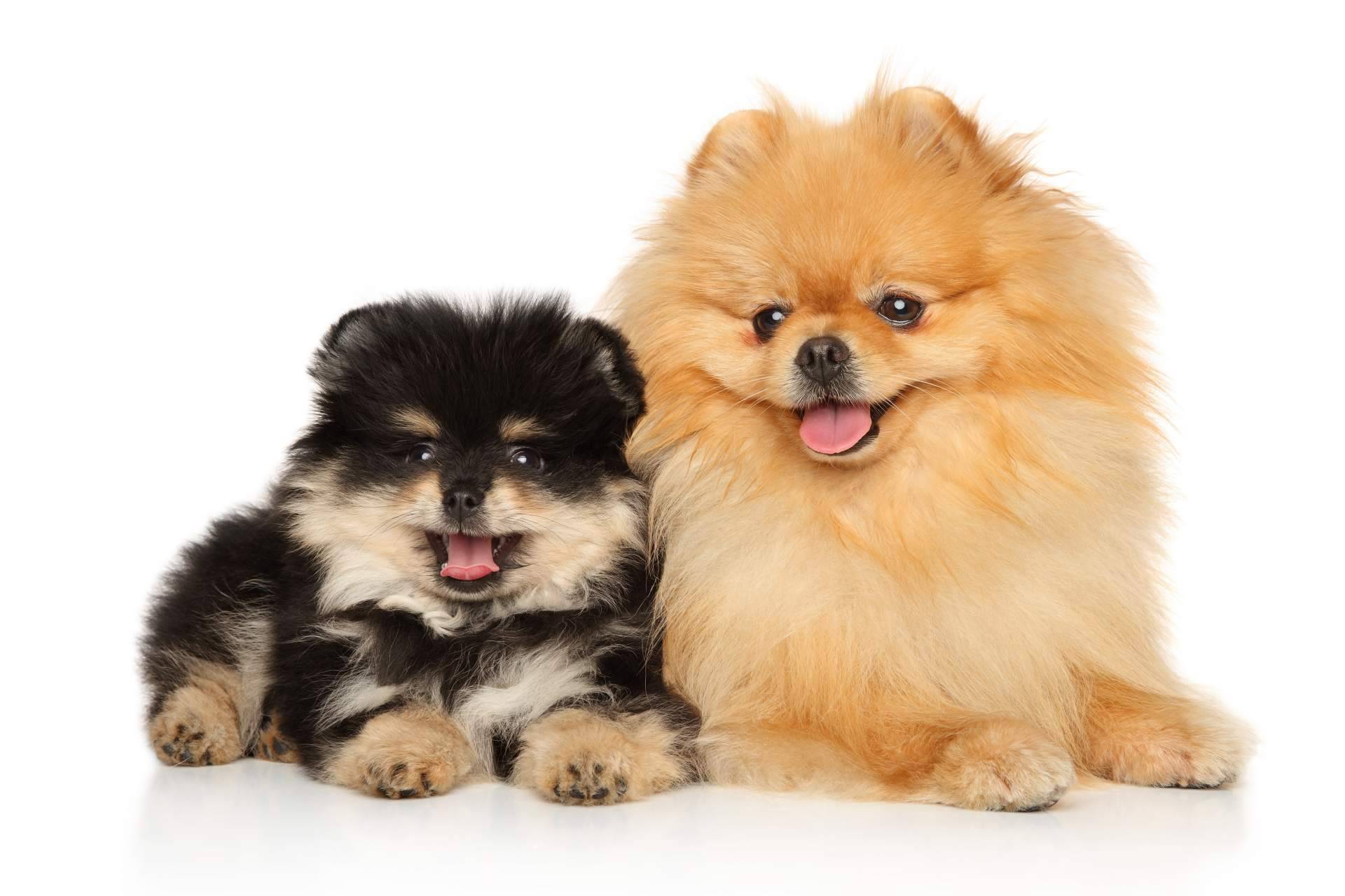 La tienda 101 Cachorros indica cómo elegir la raza de cachorro perfecta