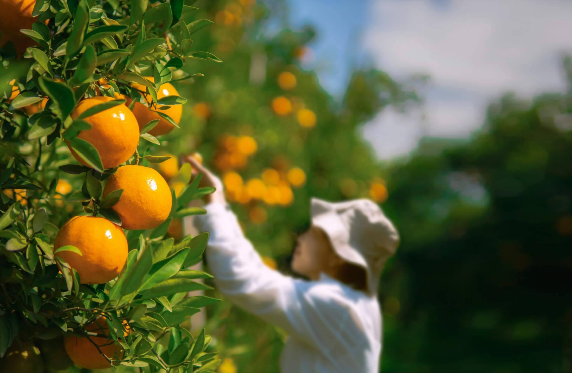 La importancia de la agricultura sostenible para consumir naranjas frescas, por Sabor a Naranjas