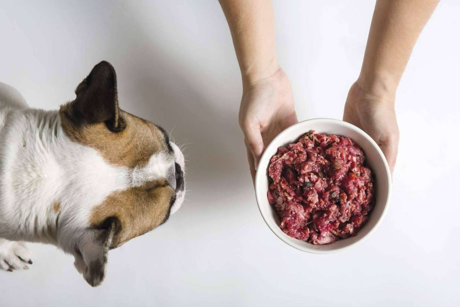 CRU ofrece la solución para controlar y prevenir la obesidad en perros