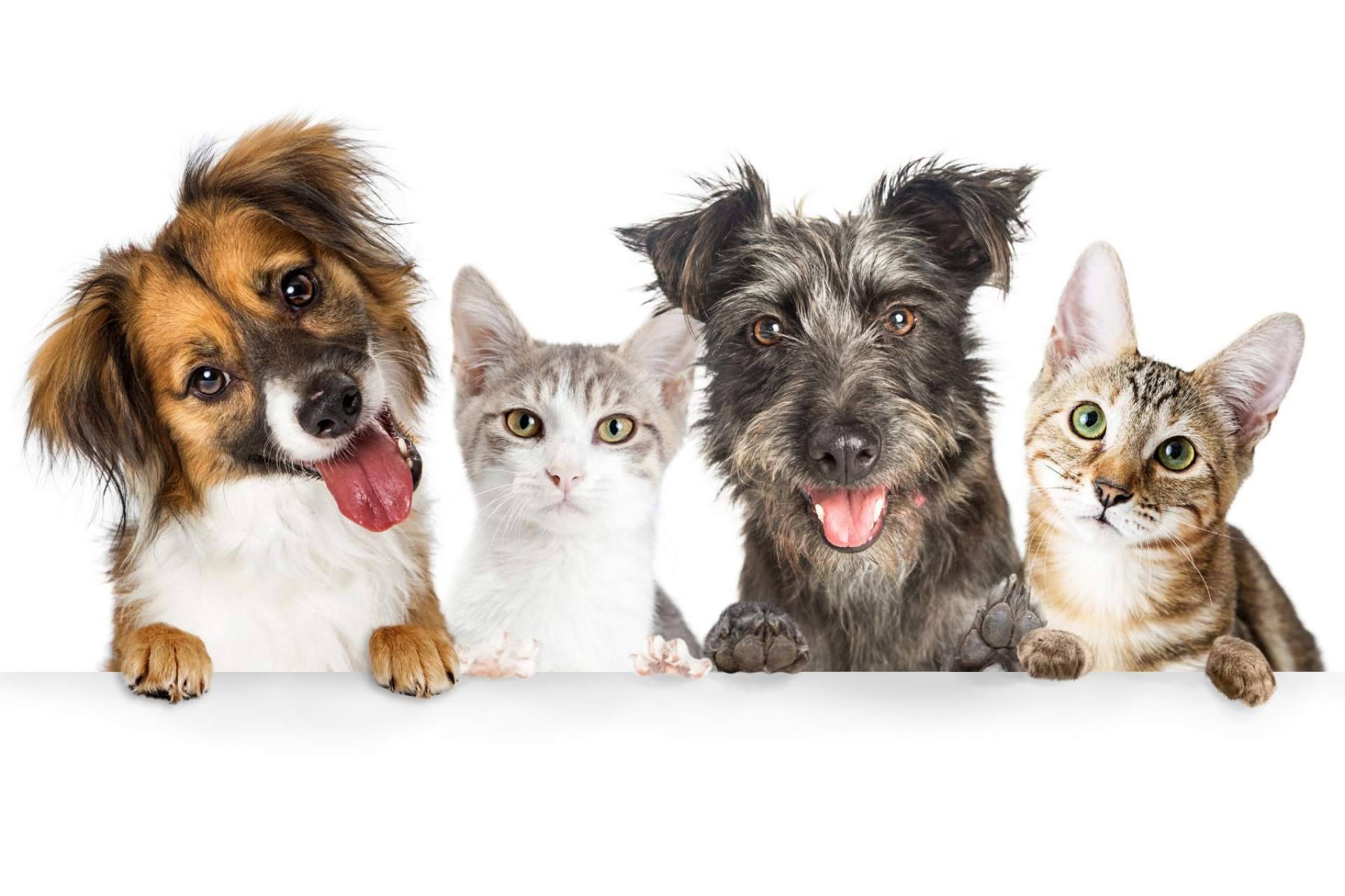 ¿Dónde comprar comida para mascotas? Pixi Mascotas