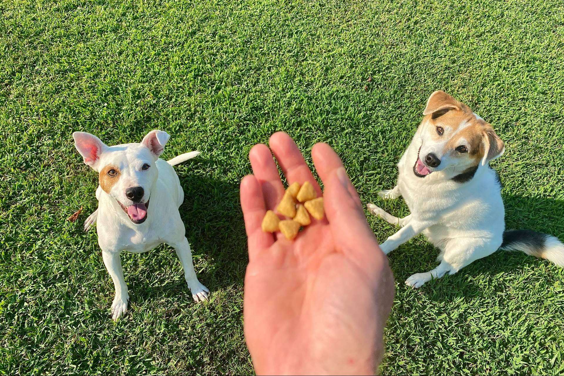 Trabajar el comportamiento de los animales de compañía con refuerzo positivo, con Antrozoología