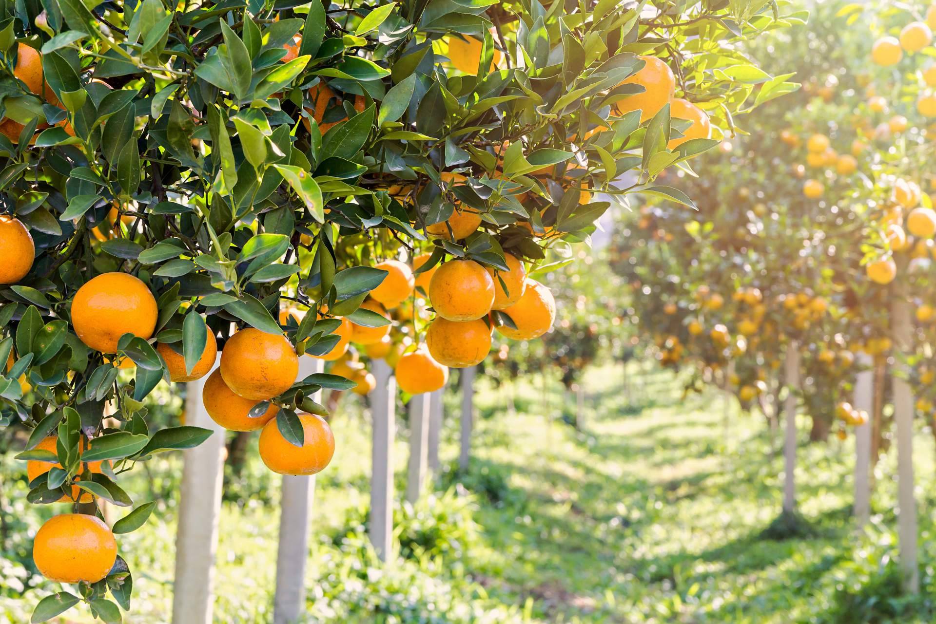 Recetas con naranja, de la mano de la fruta fresca de Sabor a Naranjas