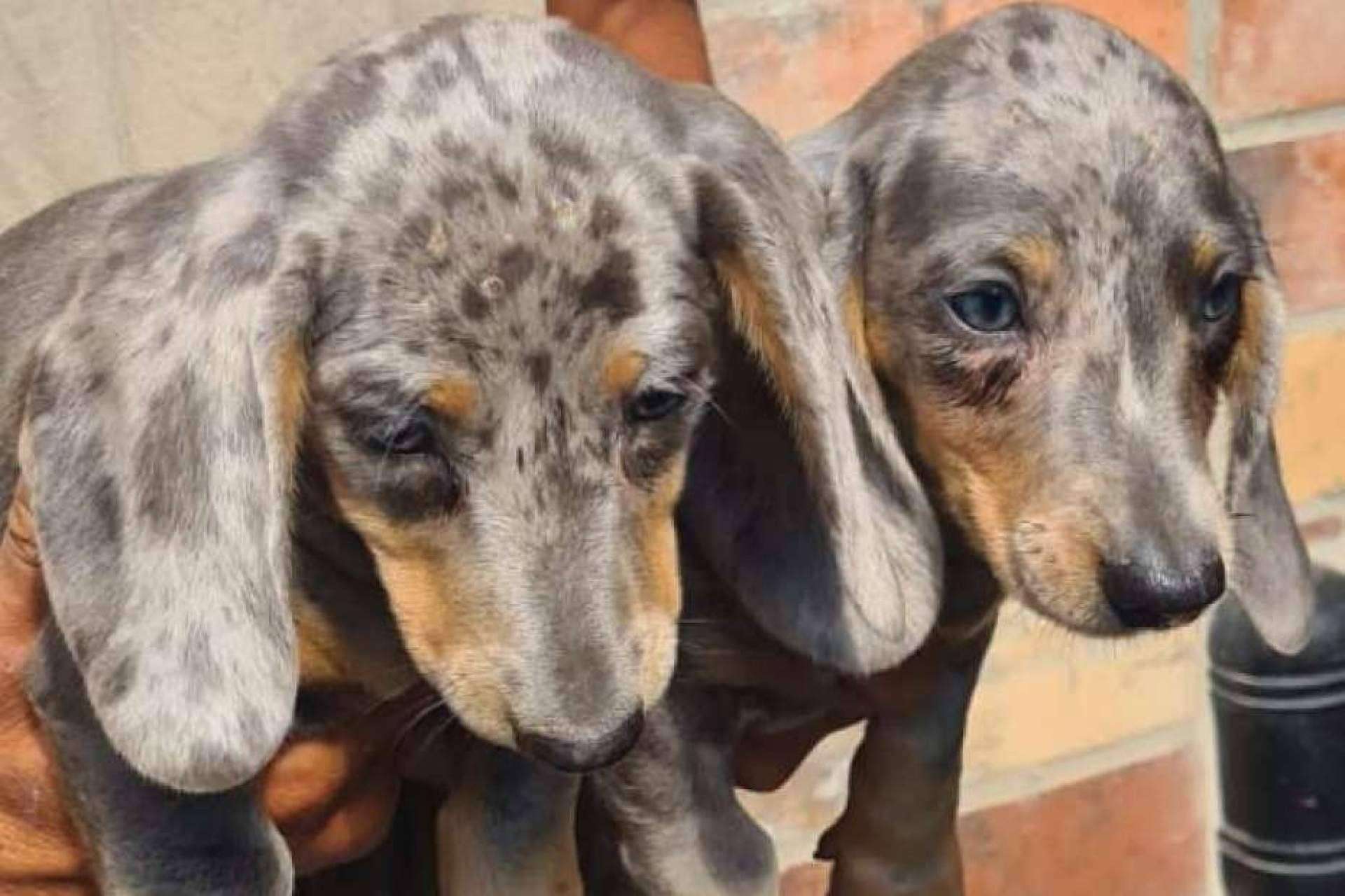 Un espacio donde encontrar cachorros de raza, Tienda Cachorro