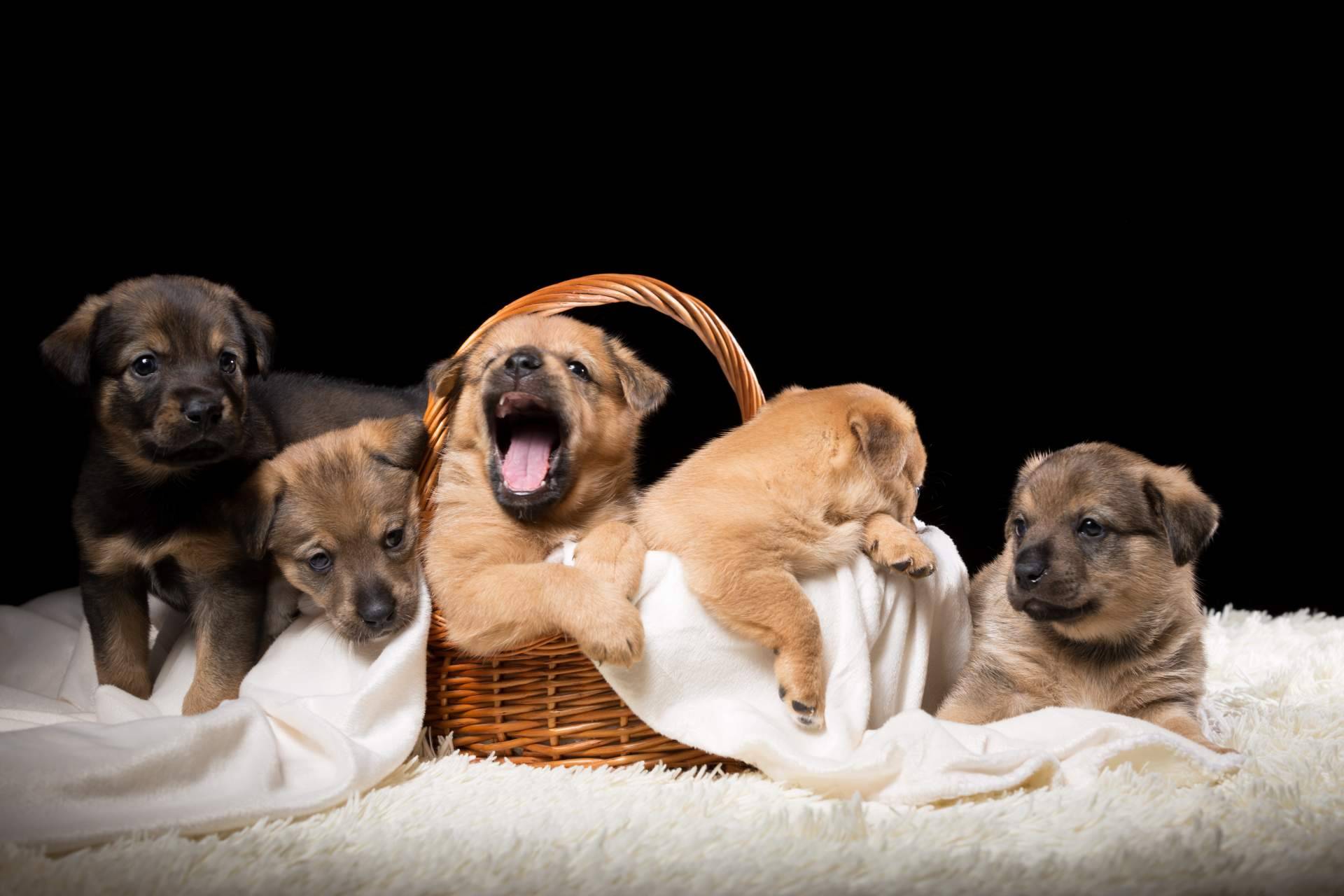 Un tema fundamental en los criaderos responsables como Cachorros del Valle es la salud de los cachorros