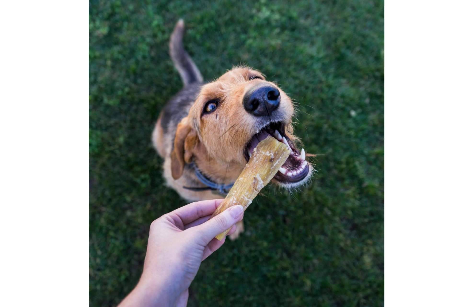 Los snacks y alimentos húmedos para mascotas que ofrece Lenda