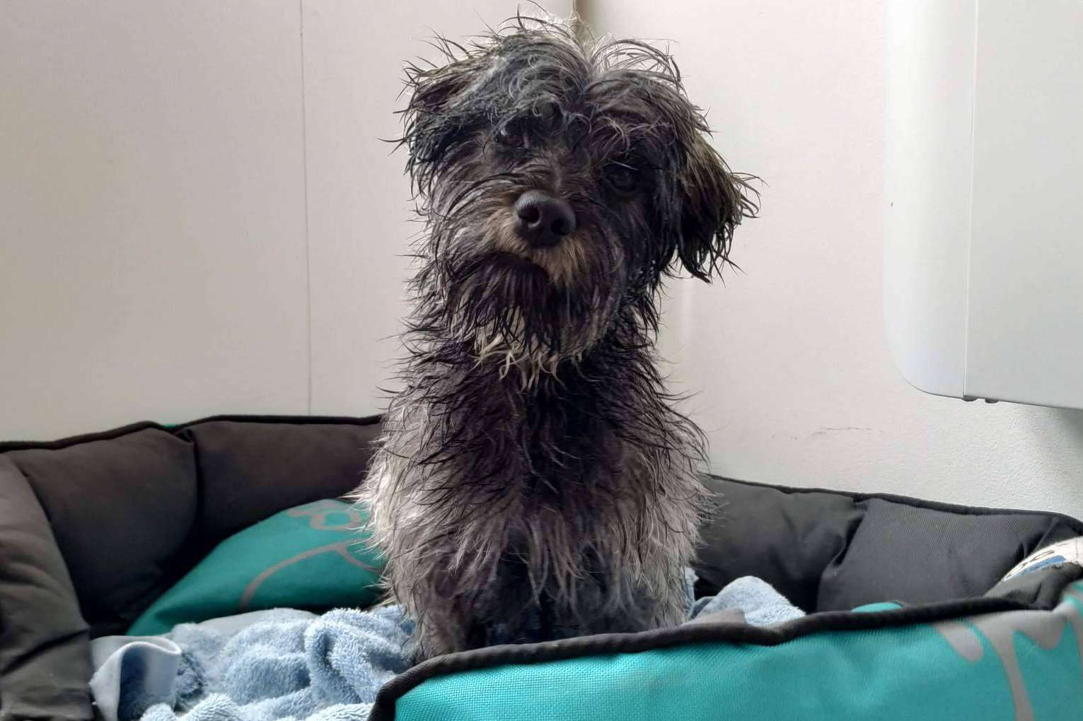 ¿Cómo tratar la ansiedad en perros por separación?, por Asociación Española de Perros de Apoyo