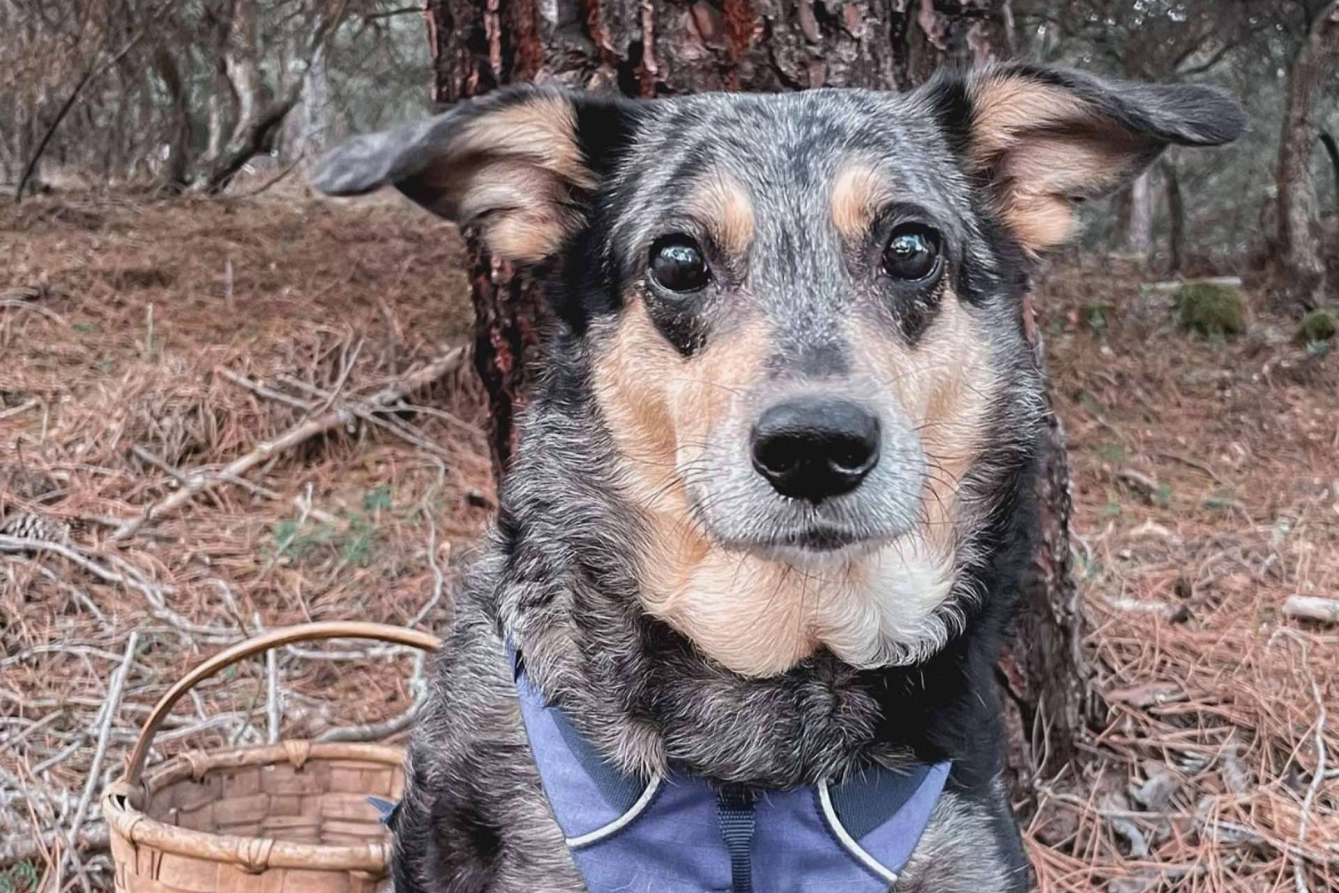 Cómo ayudar a los perros reactivos, por Ulises y Argos