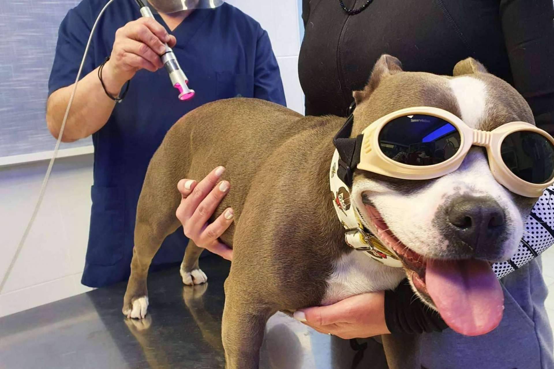 Los pequeños animales pueden recibir laserterapia en clínica