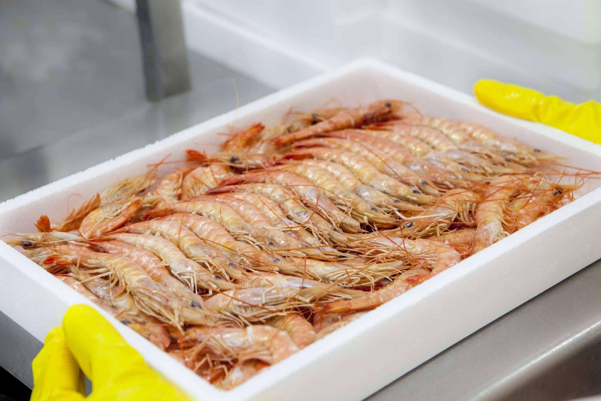 Mariscos Apolo importa marisco congelado y pescado de calidad