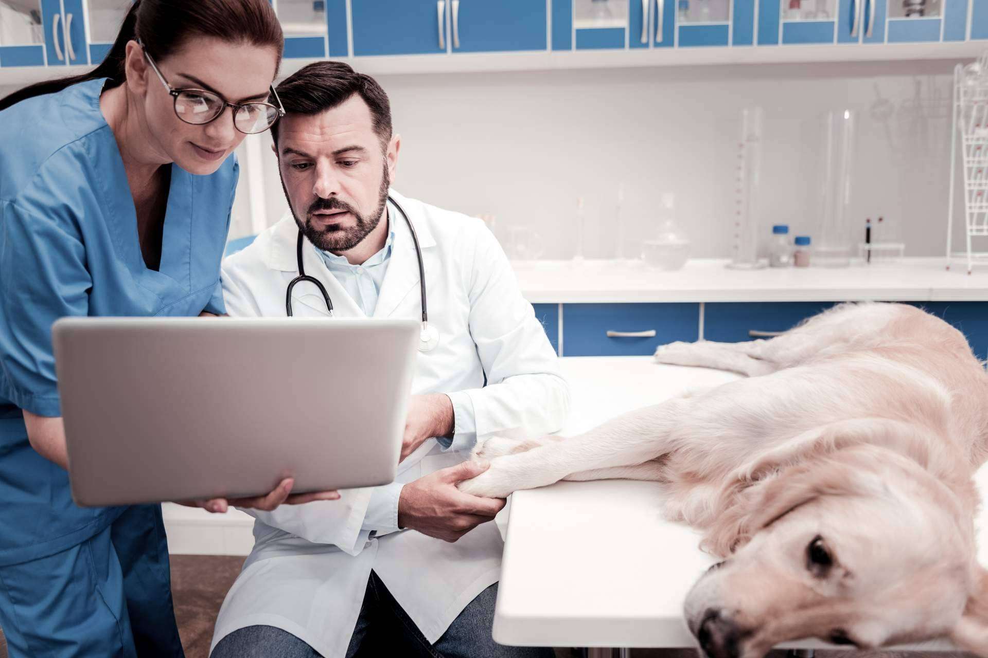 El mundo veterinario recibe la eSalud